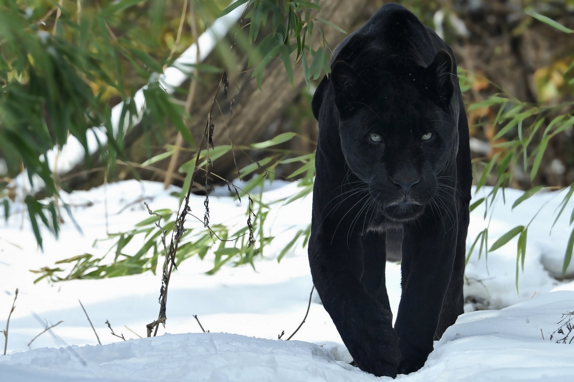 пантера ягуар снег
