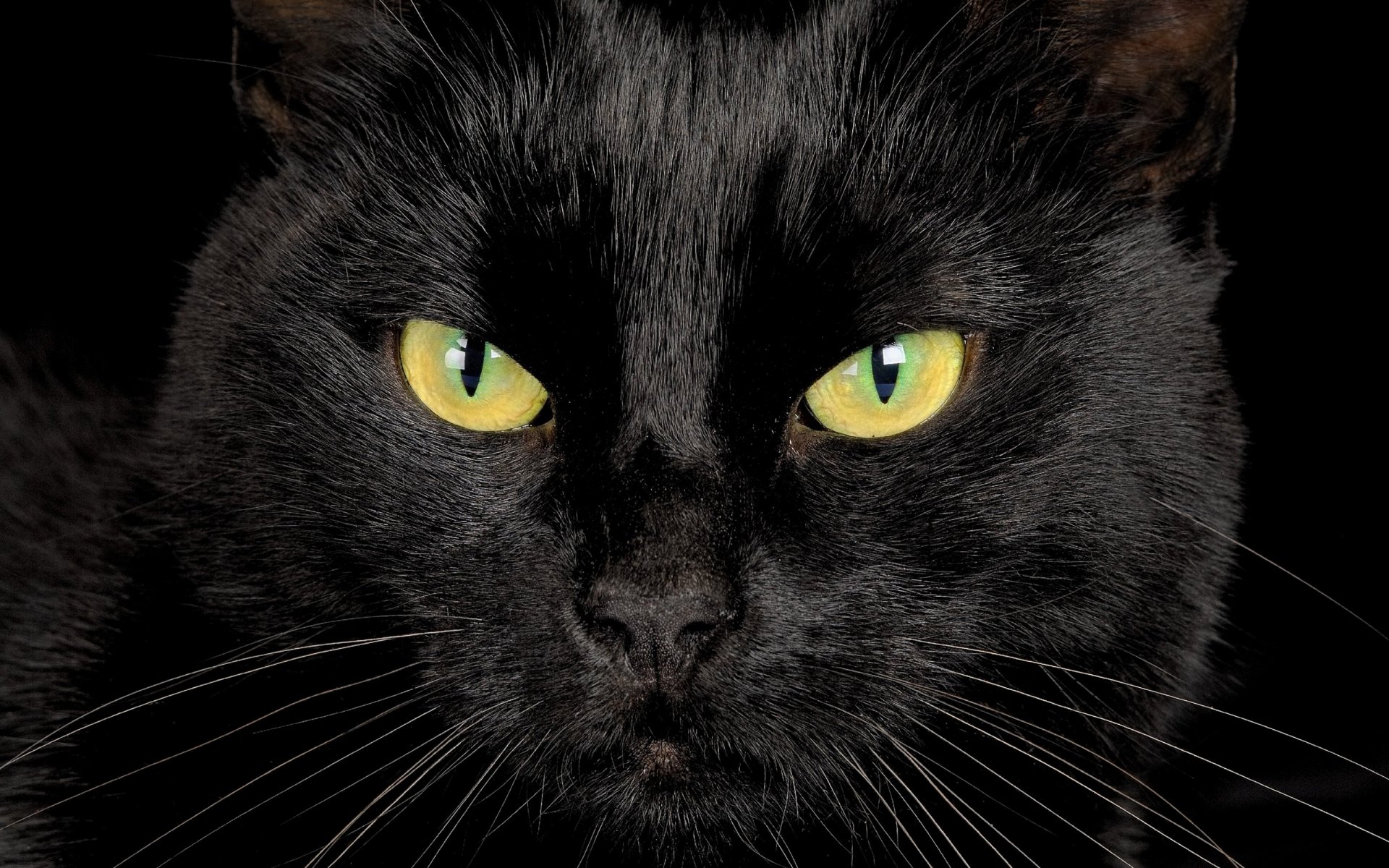 Blackest cat
