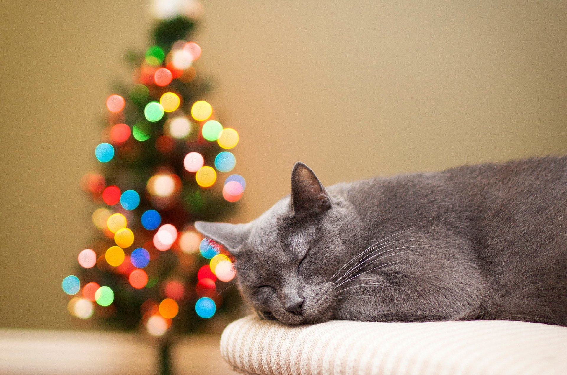 кошка серая кот спит елка огни боке праздники