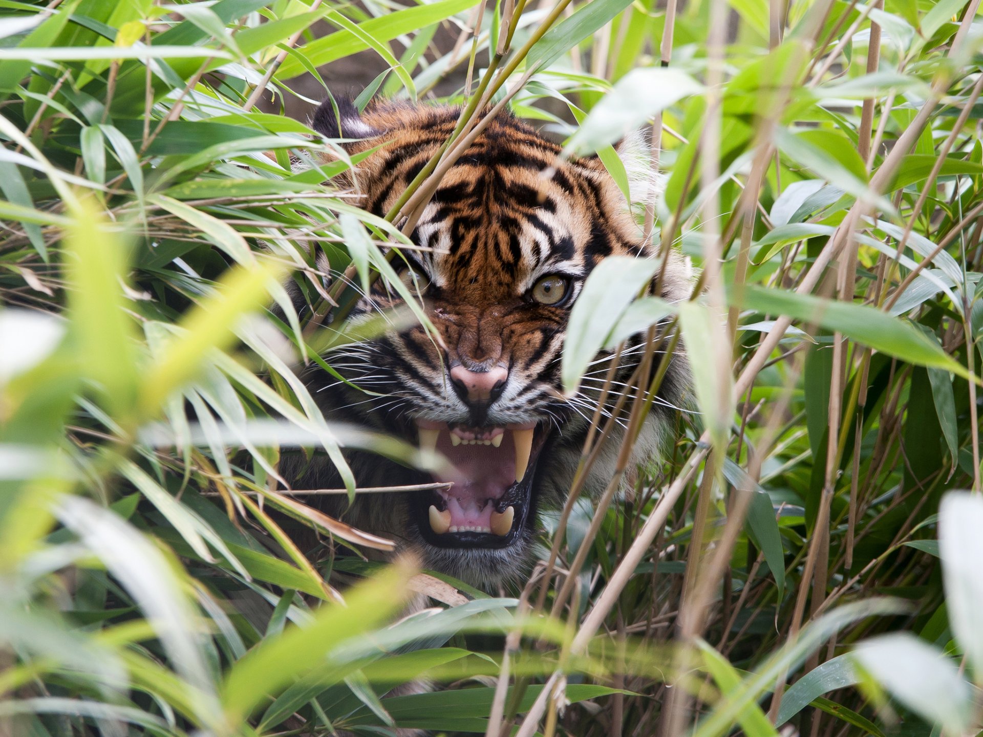 тигр оскал джунгли загрузить
