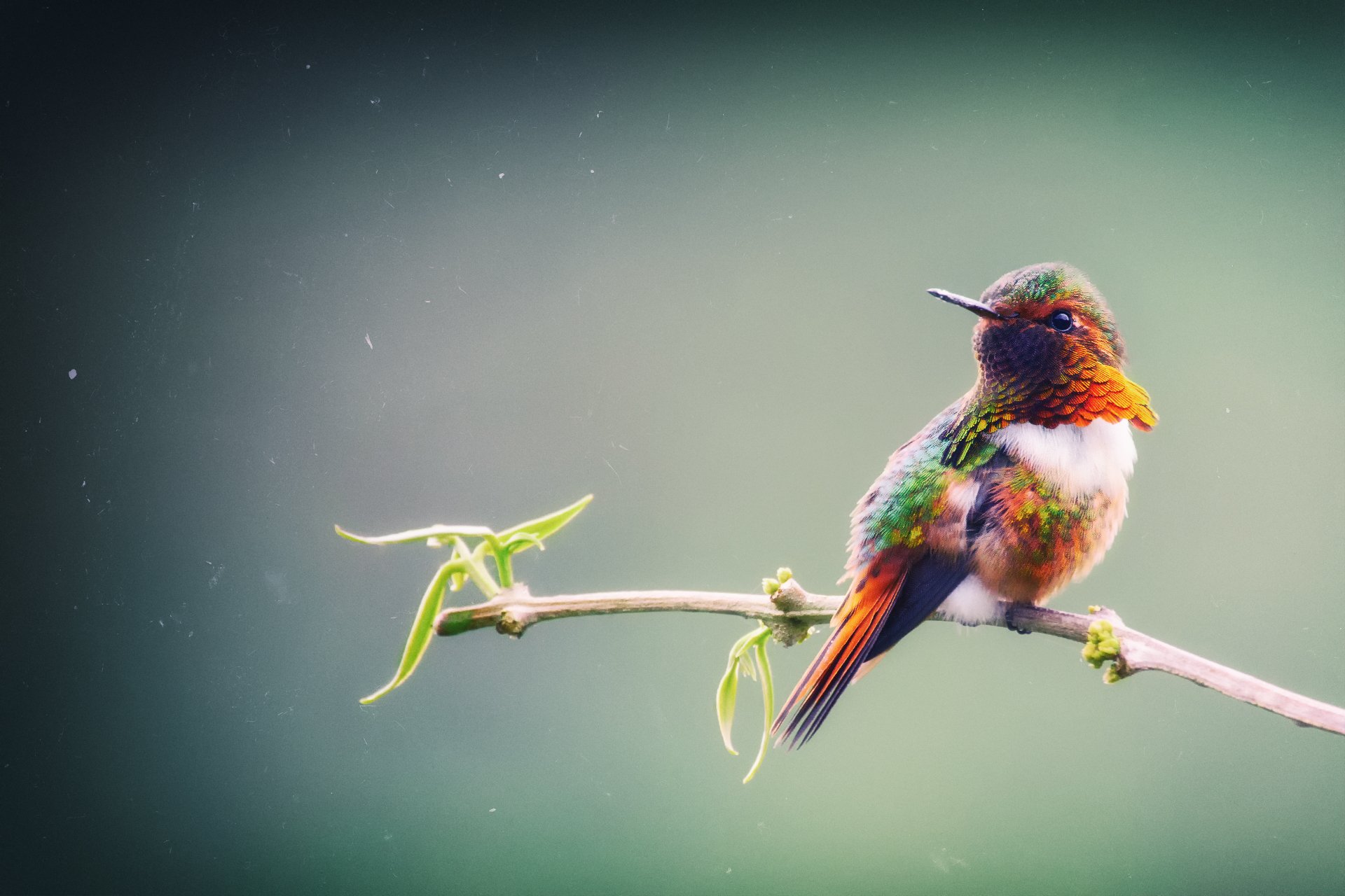 природа птица ветка капли колибри бесплатно