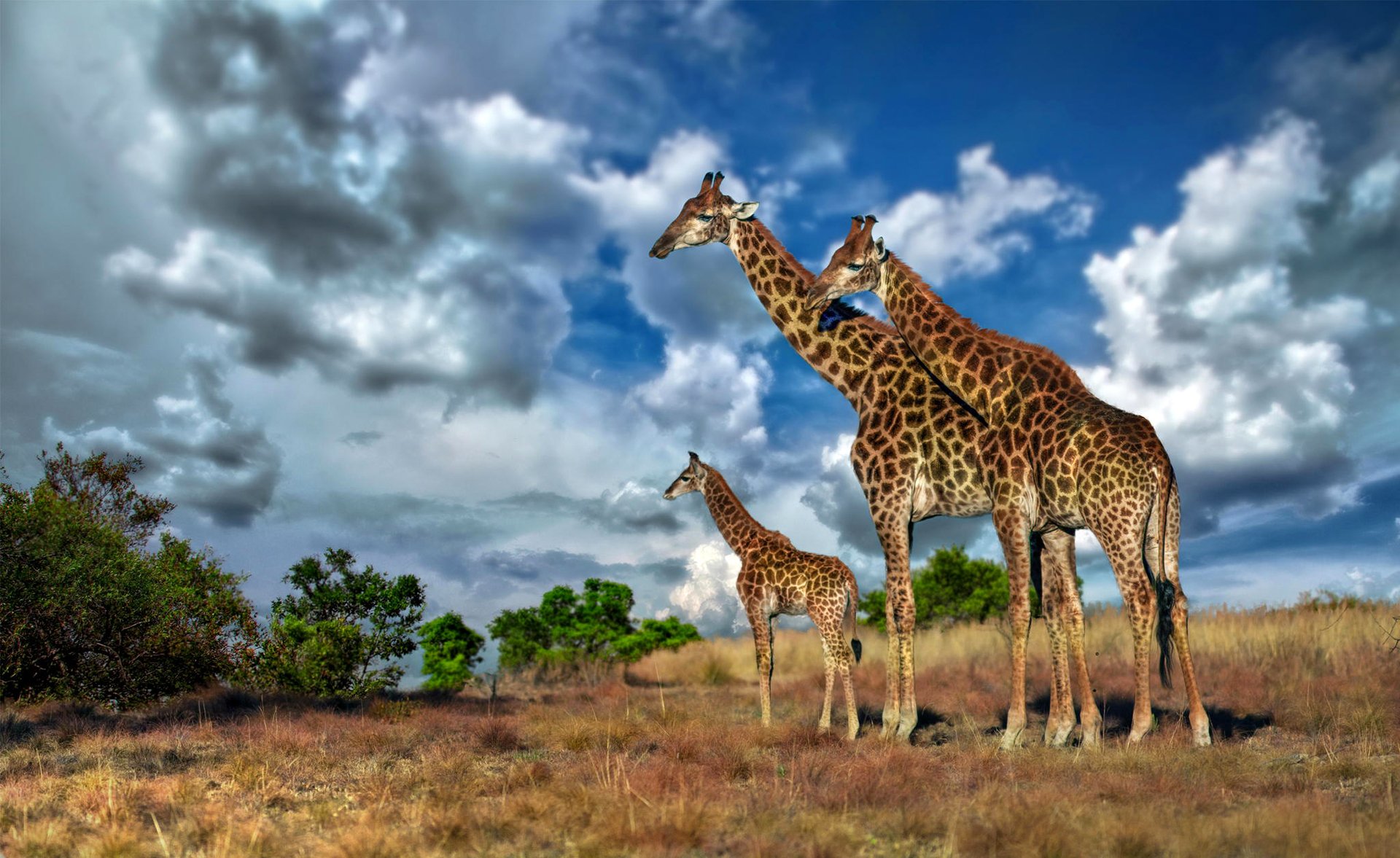 Жираф африканское животное. Жираф саванны Африки. Животные Африки саванны Африки Жираф. Африка Саванна Жирафы. Южноафриканский Жираф.