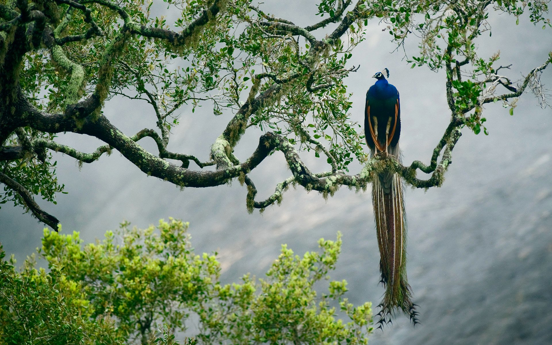 природа животные птицы деревья загрузить