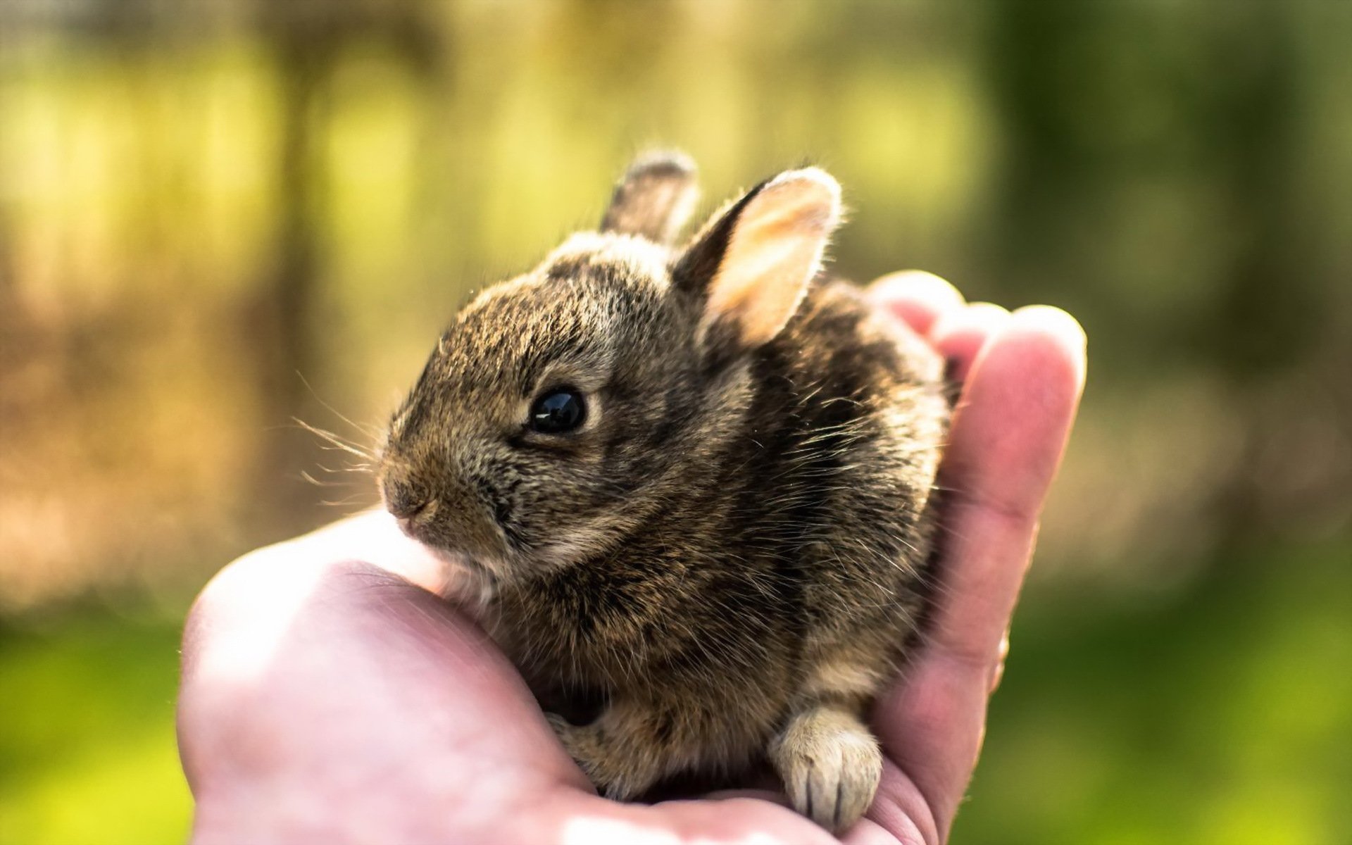 Самый маленький класс животных. Джунгарский кролик. Маленький зайчик. Маленькие Зайчата. Милые зайчики.