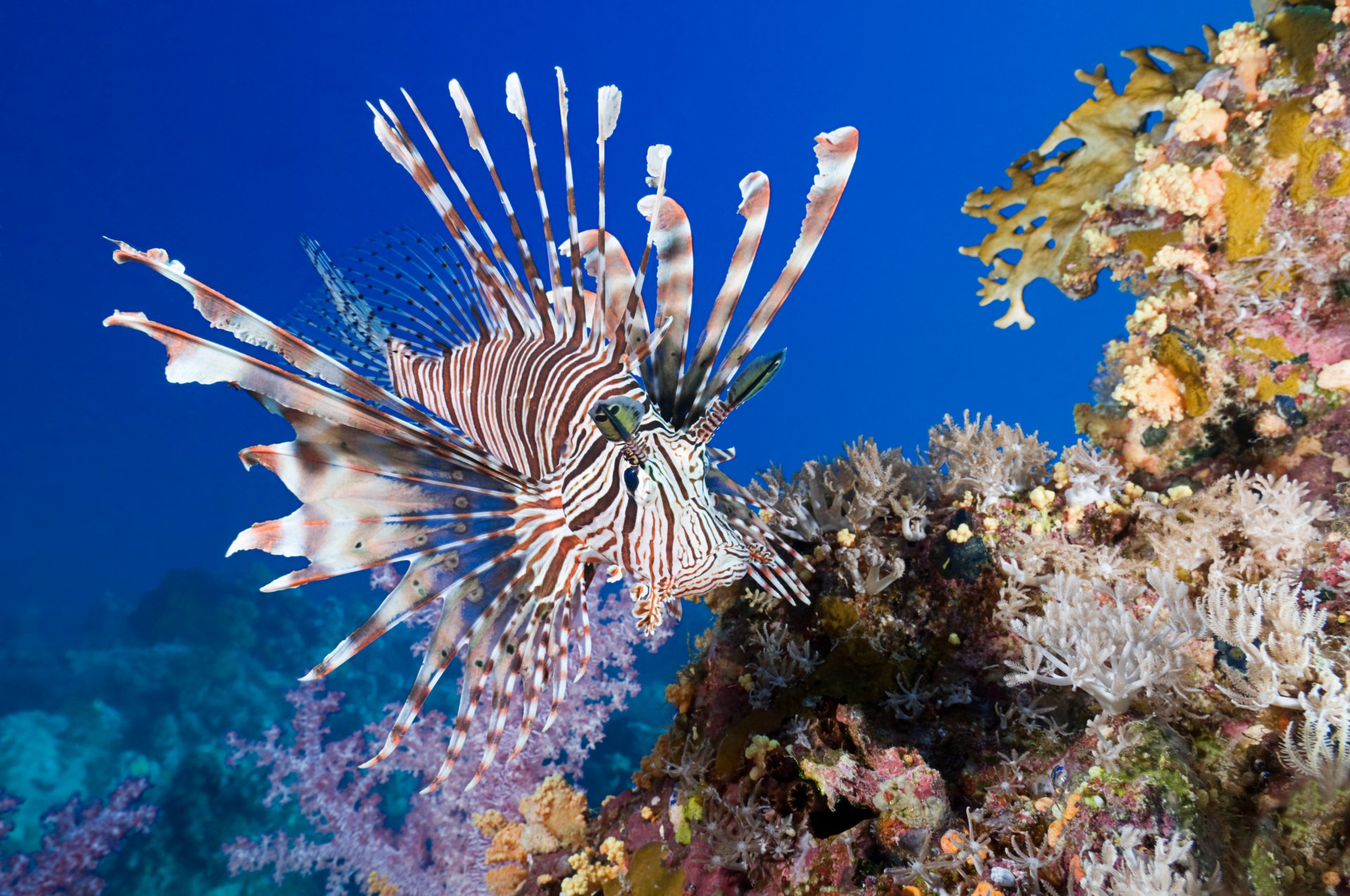 крылатки коралловый рыба море водой коралл под водой