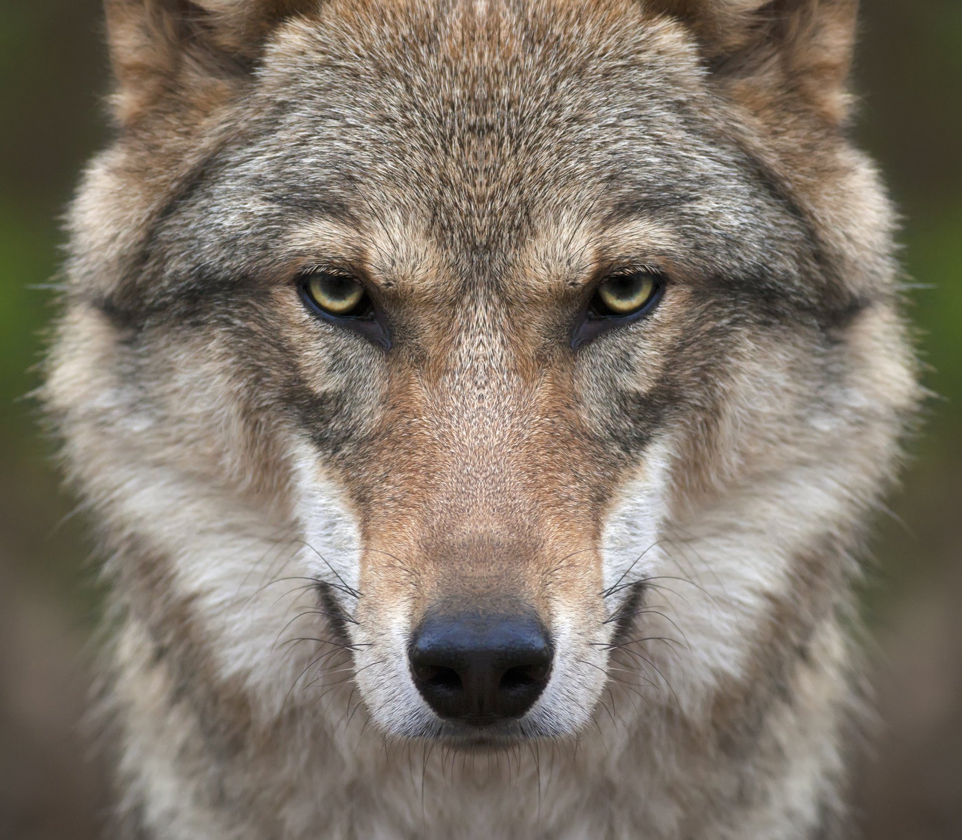волк анфас фото