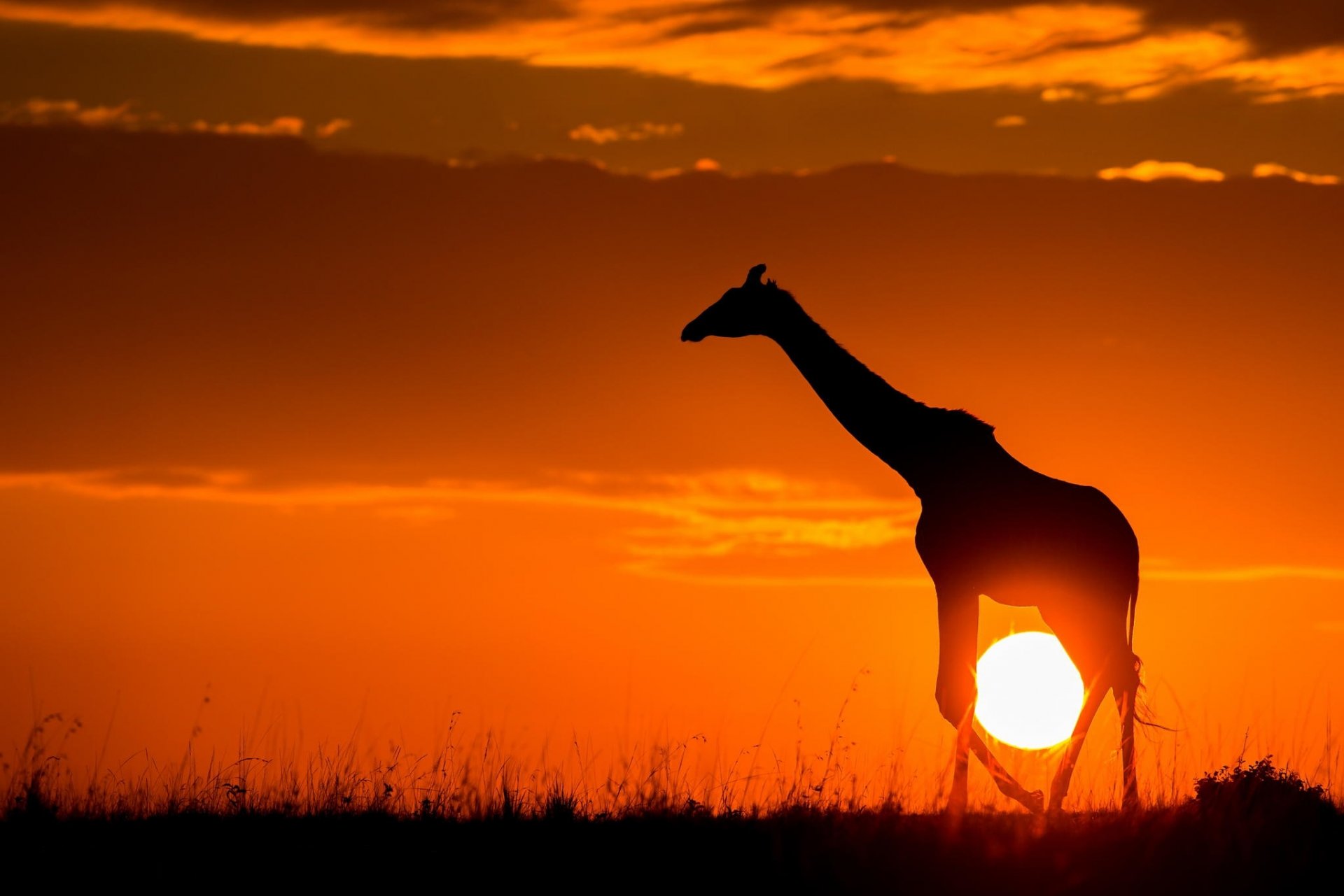 жираф закат саванна солнце природа африка