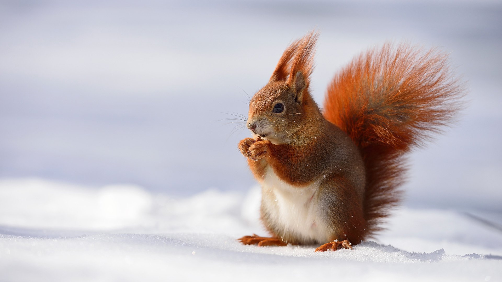 природа животные белка снег nature animals protein snow без смс