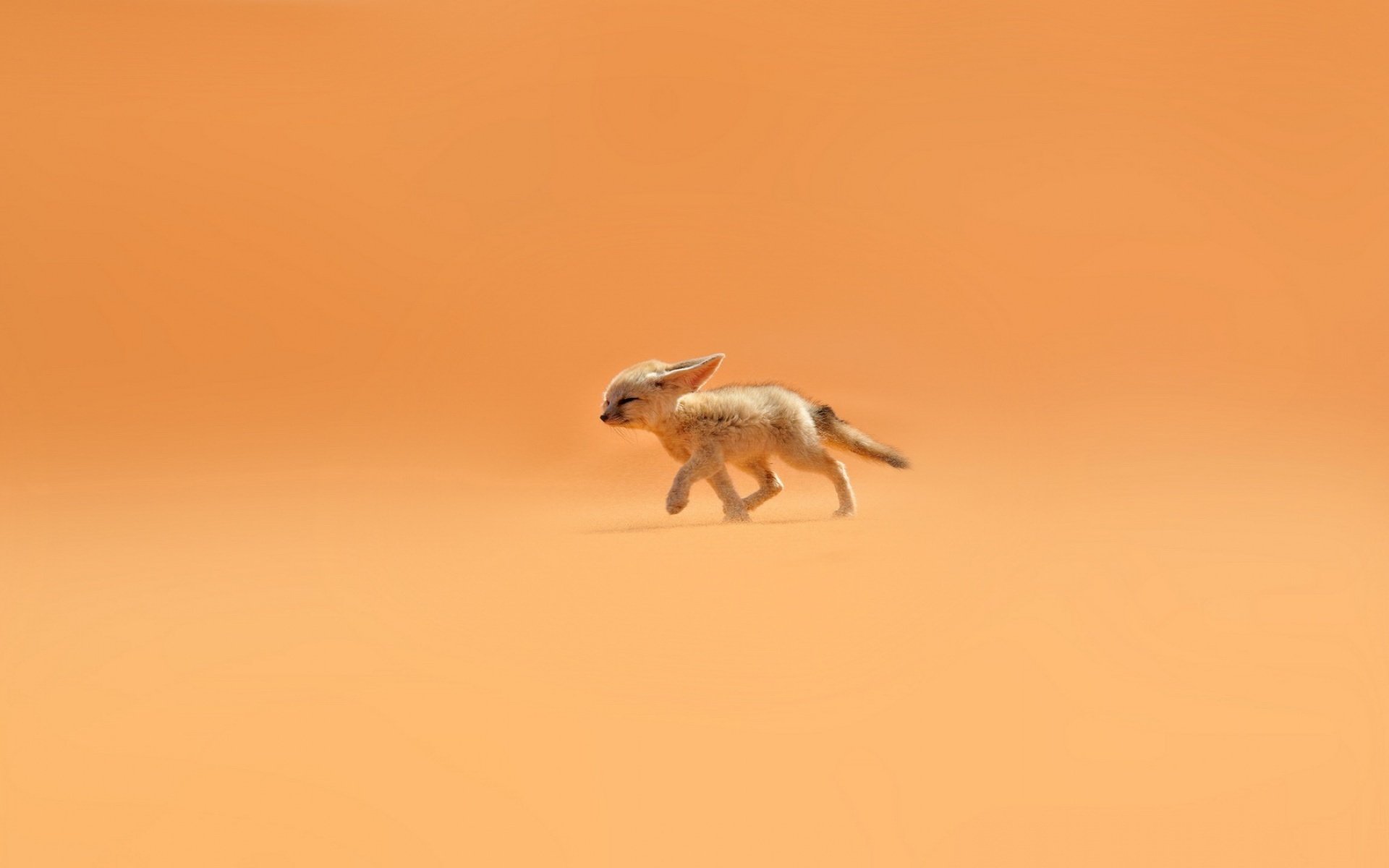 фенек лиса песок ветер пустыня уши оранжевый