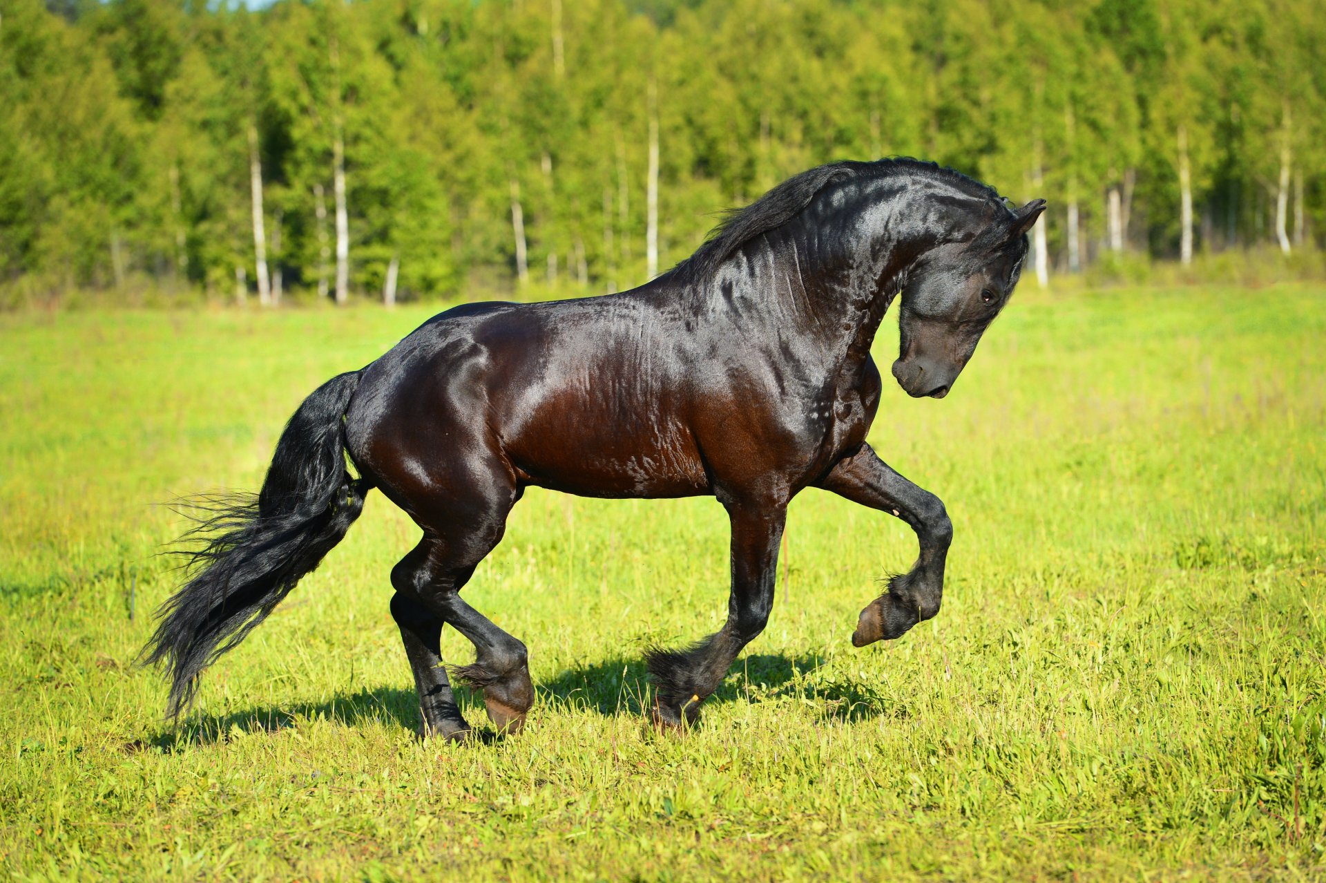 конь лошадь фриз трава солнце 