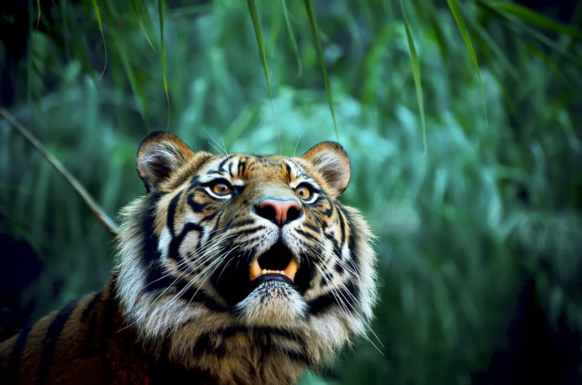 тигр пасть клыки хищник джунгли