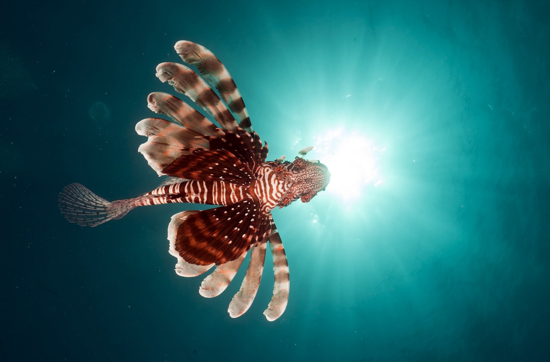 крылатки рыба красное море водой рыбы подводный