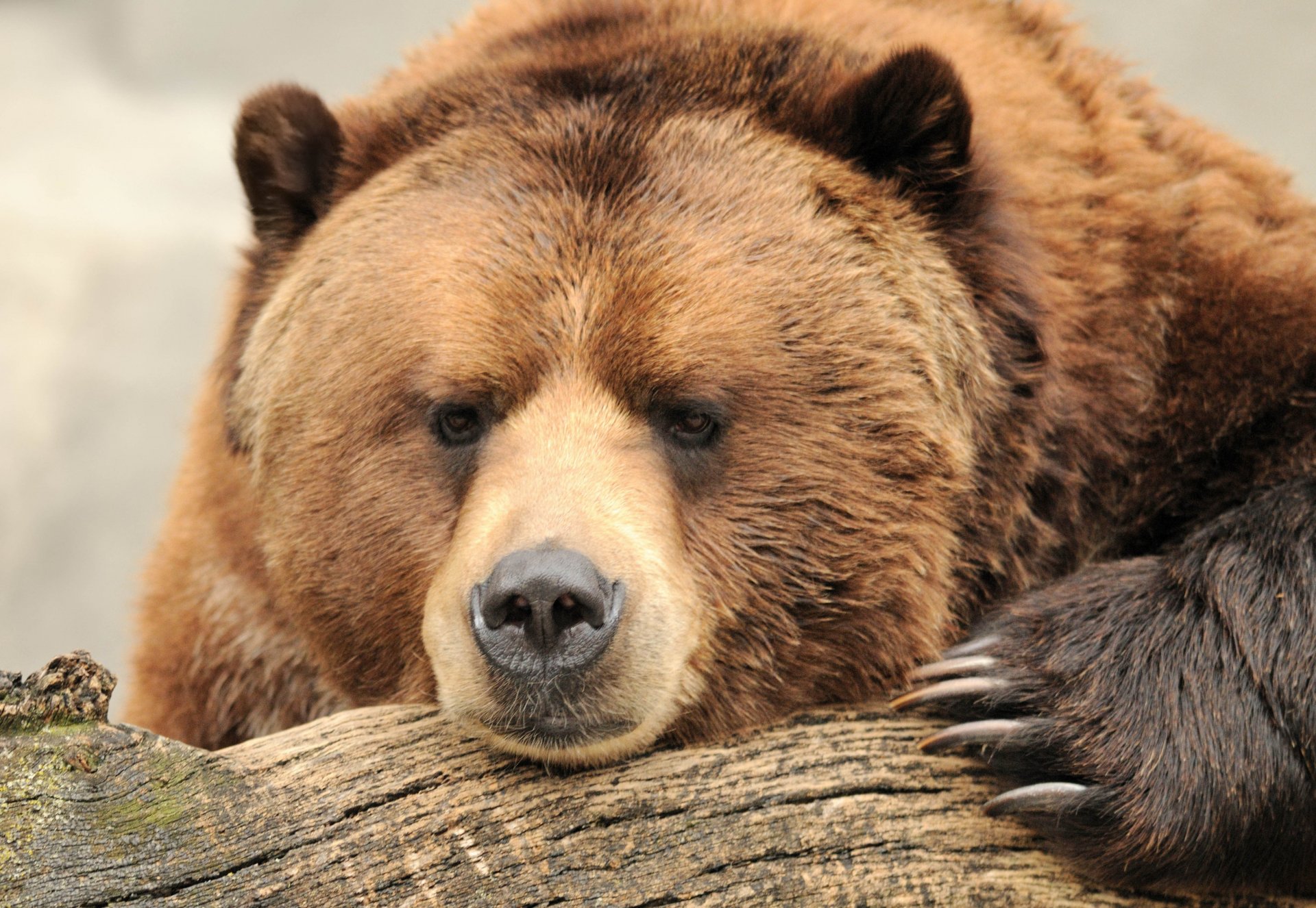 медведь коричневый бурый морда сила красота когти думает природа бревно отдых боке обои .