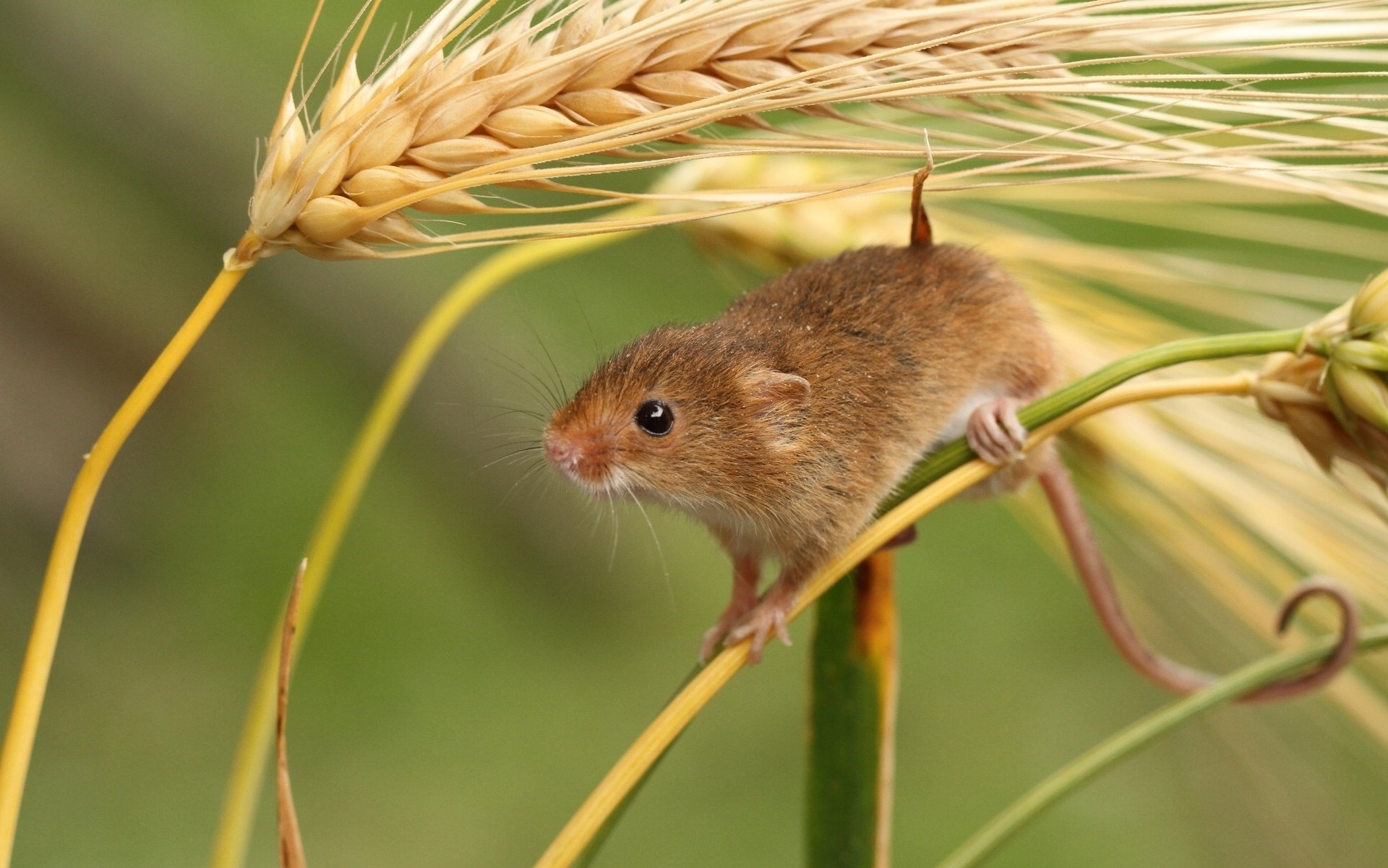 Мышка на травинке скачать