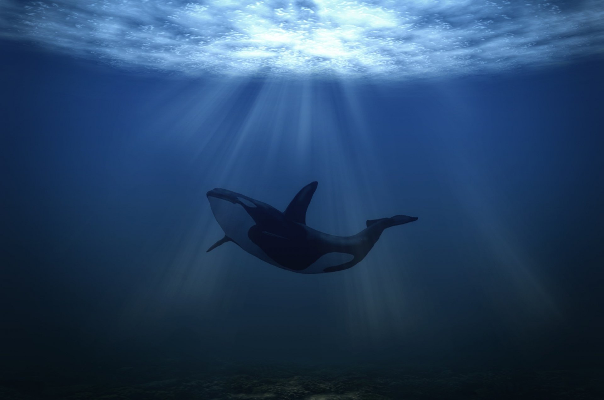 кит под водой подводный мир море касатка свет полет водой