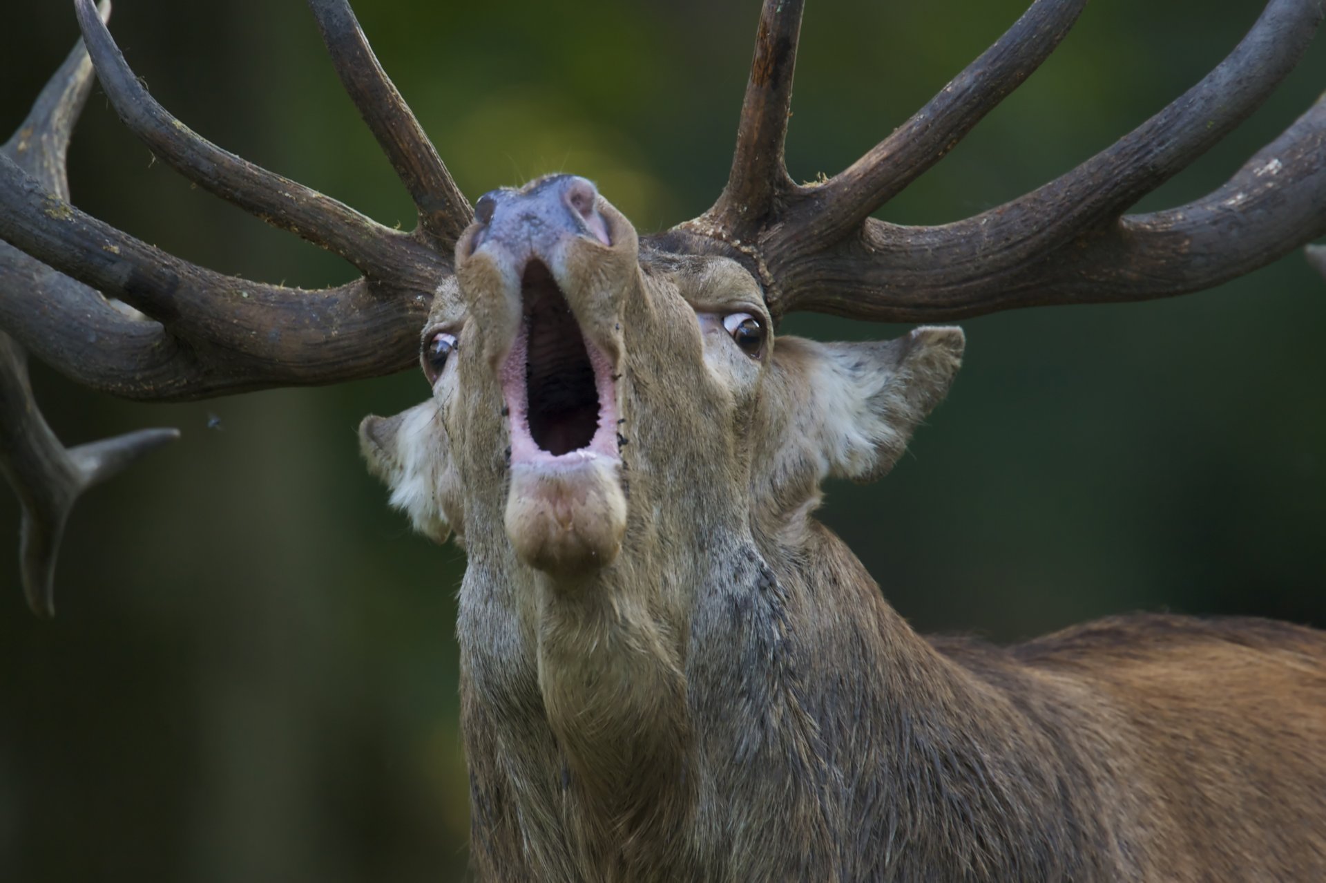 благородный олень cervus elaphus red deer ревущий самец угрожающий вызов соперникам привлечение самок период гона klampenborg