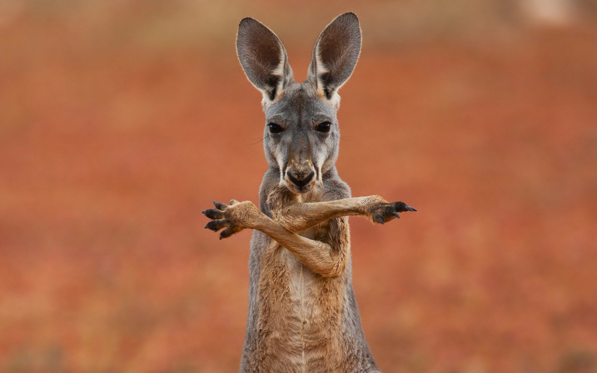 кенгуру австралия животное сумчатое фон обои широкоформатные полноэкранные широкоэкранные широкоформатный