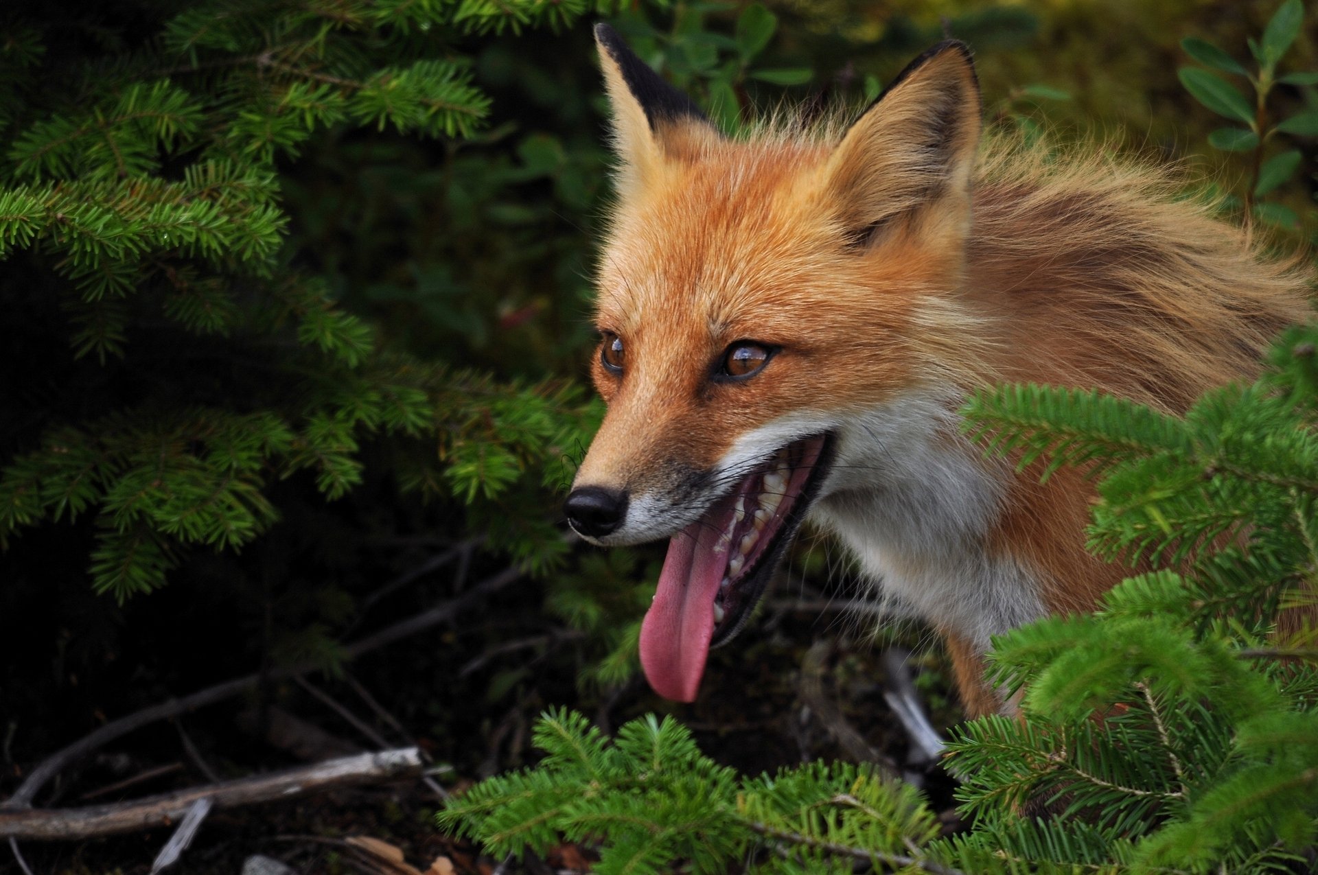Very fox. Бледный Лис йуругу. Бакурианская лиса. Красивые лисы. Рыжая лиса.