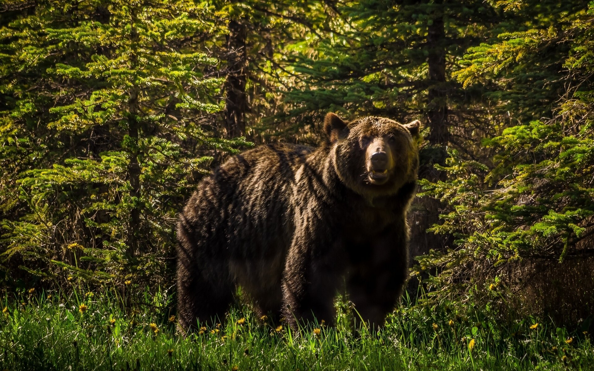 медведь гризли лес
