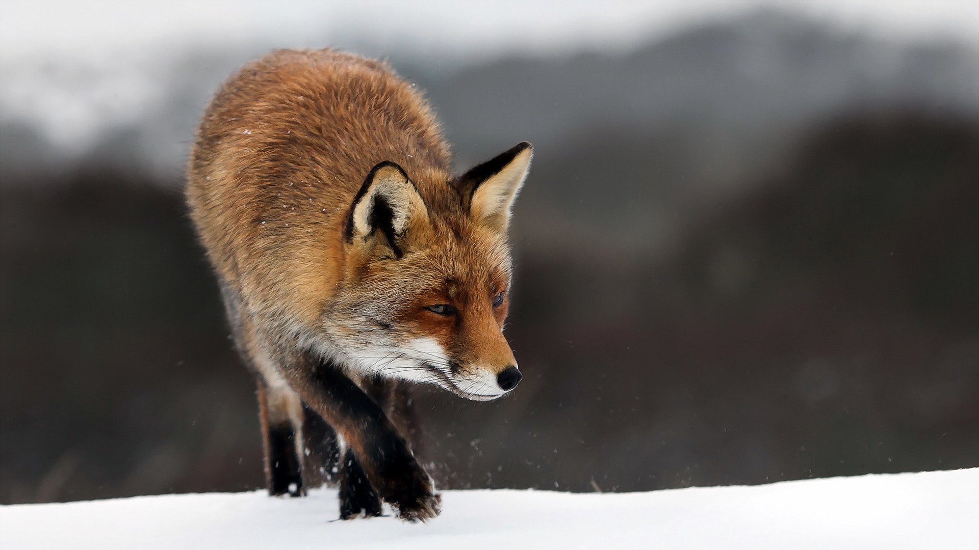 природа животные лиса снег зима nature animals Fox snow winter без смс