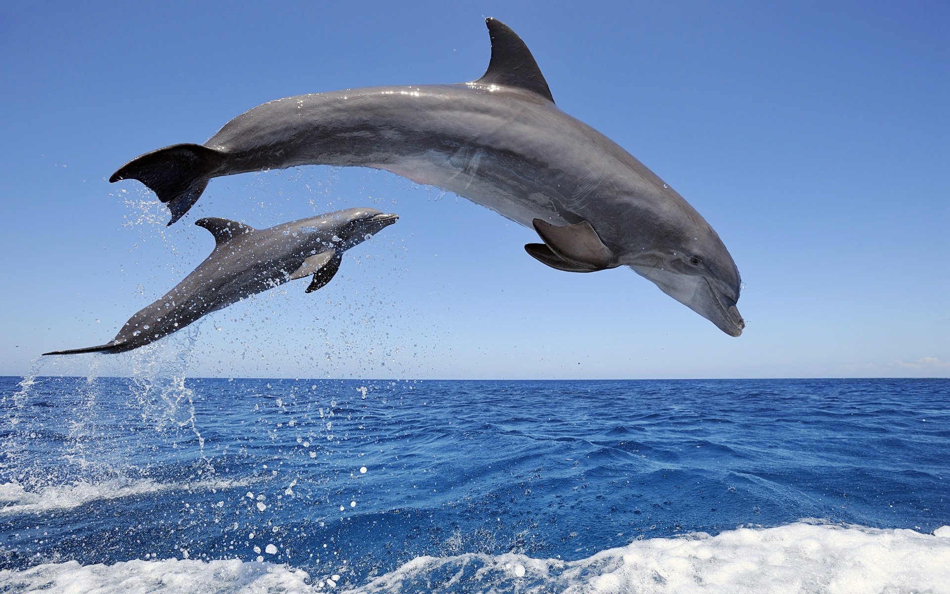 дельфины вода брызги небо горизонт