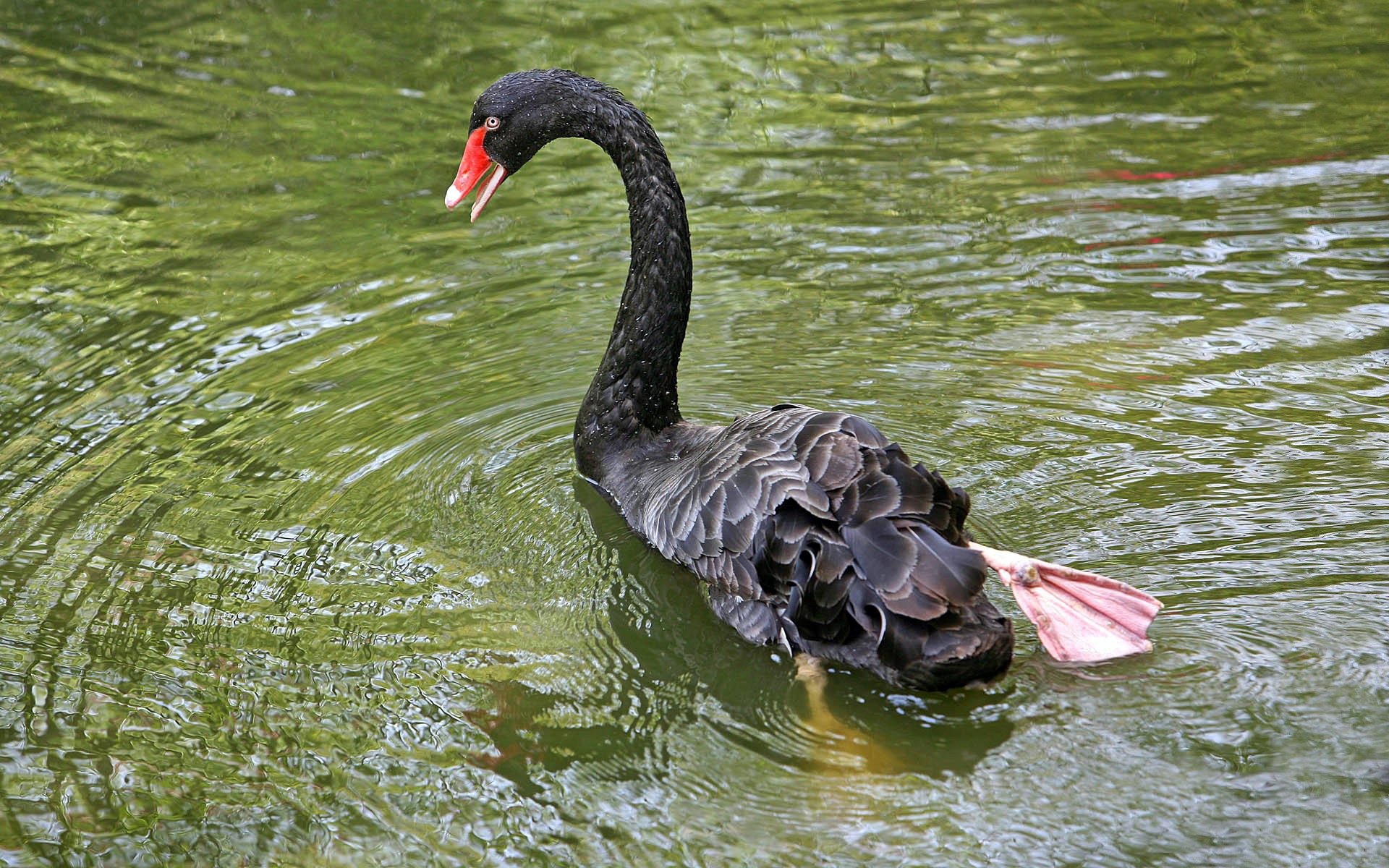 Водоплавающие водоемов. Черный лебедь животное. Черный лебедь на пруду. Лапы водоплавающих птиц. Лапы лебедя.