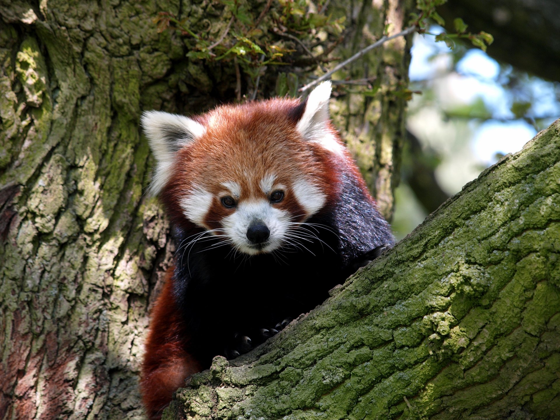 красные панды kрасная панда животное млекопитающее дерево размытость