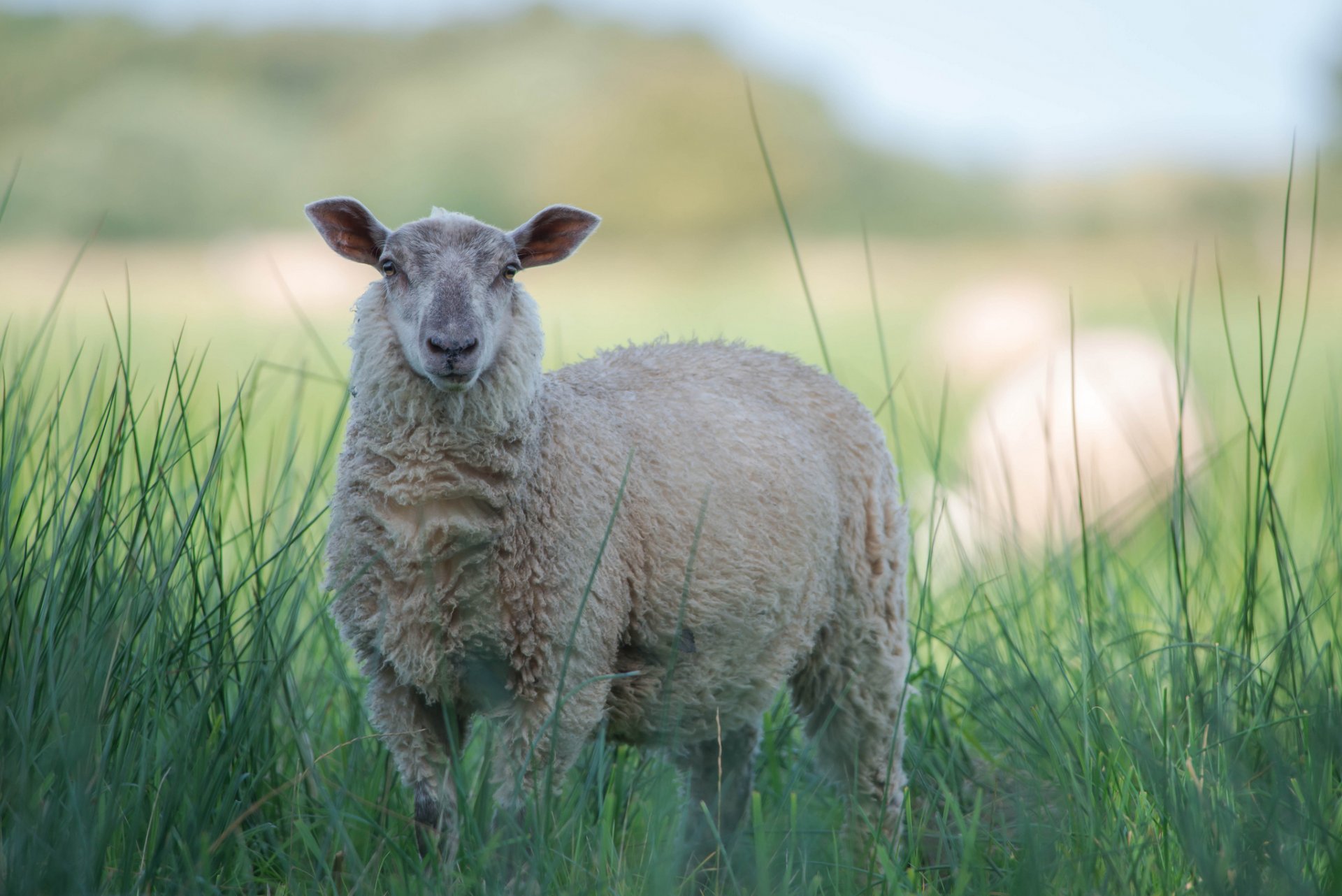 Белая овца в траве на размытом фоне Обои на рабочий стол