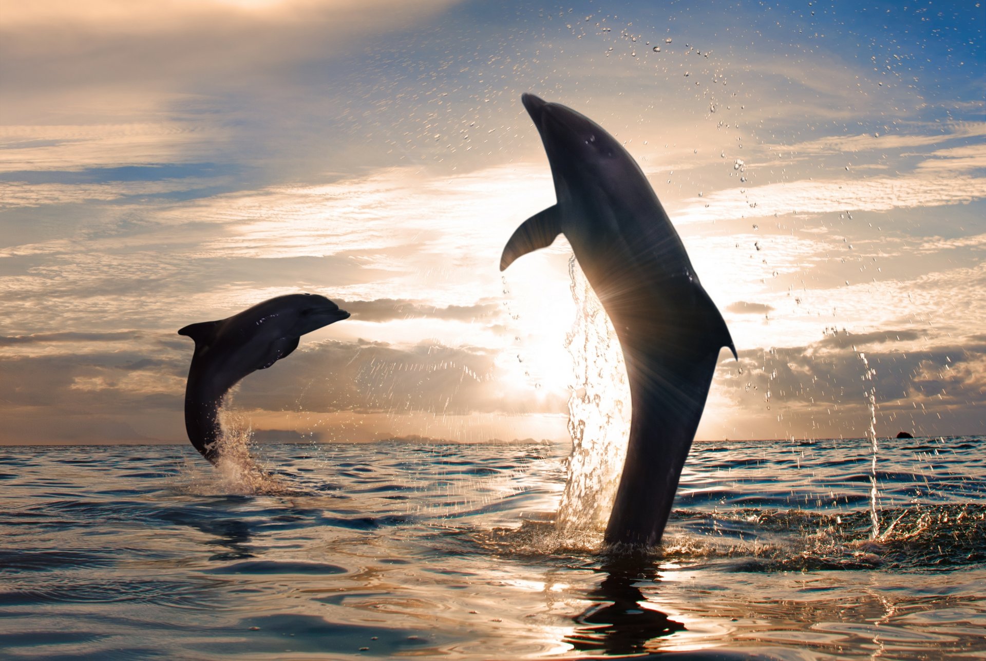 Картинки с дельфинами