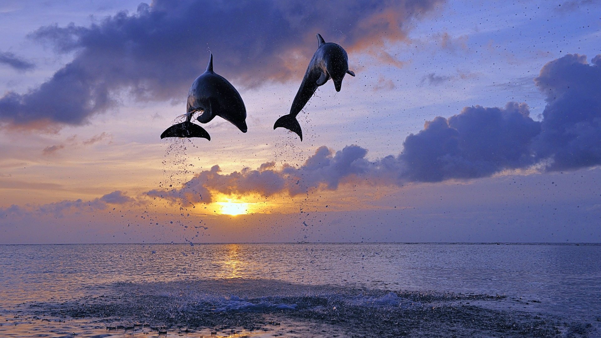 дельфины море солнце прыжок