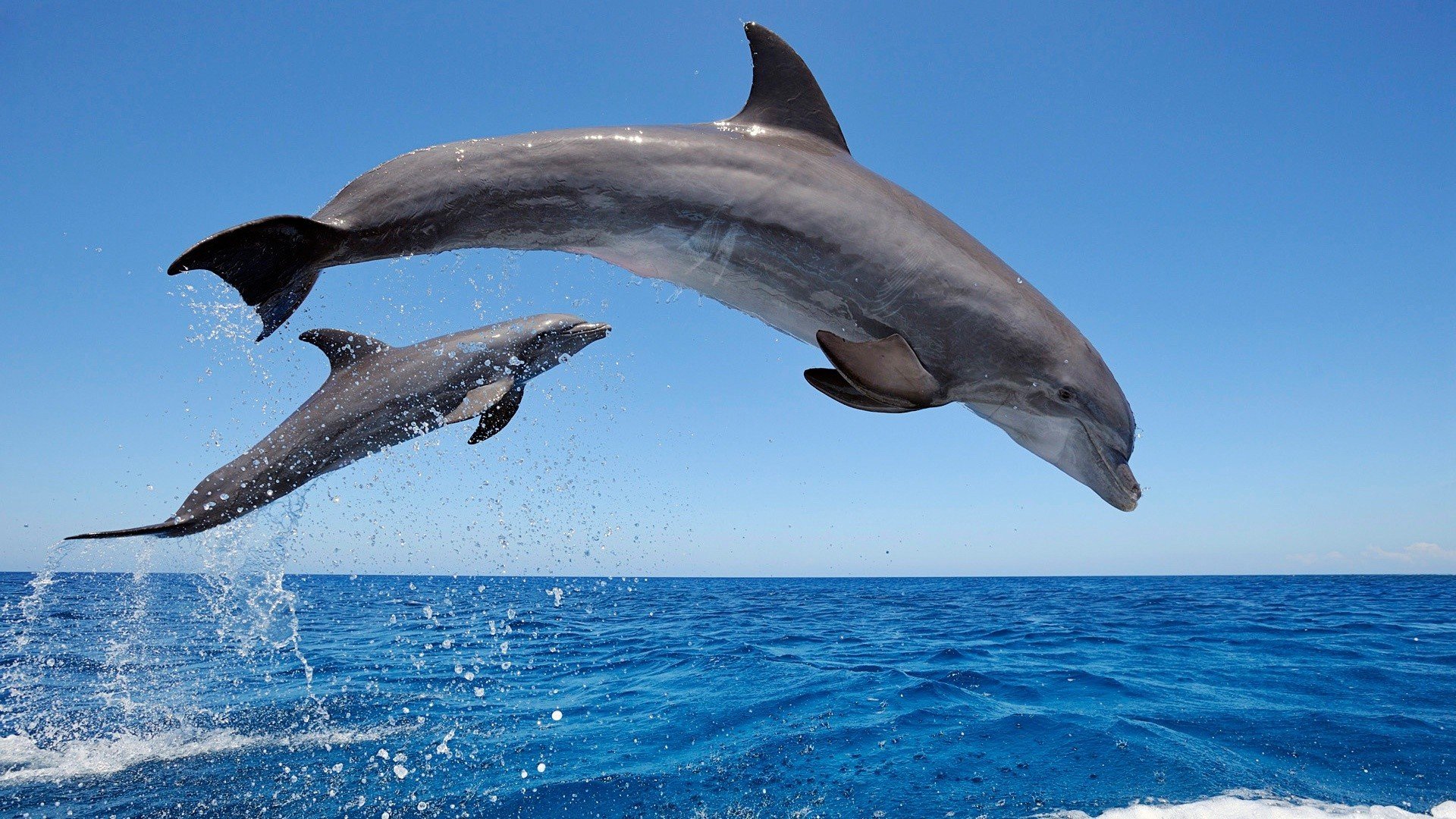 море вода дельфины