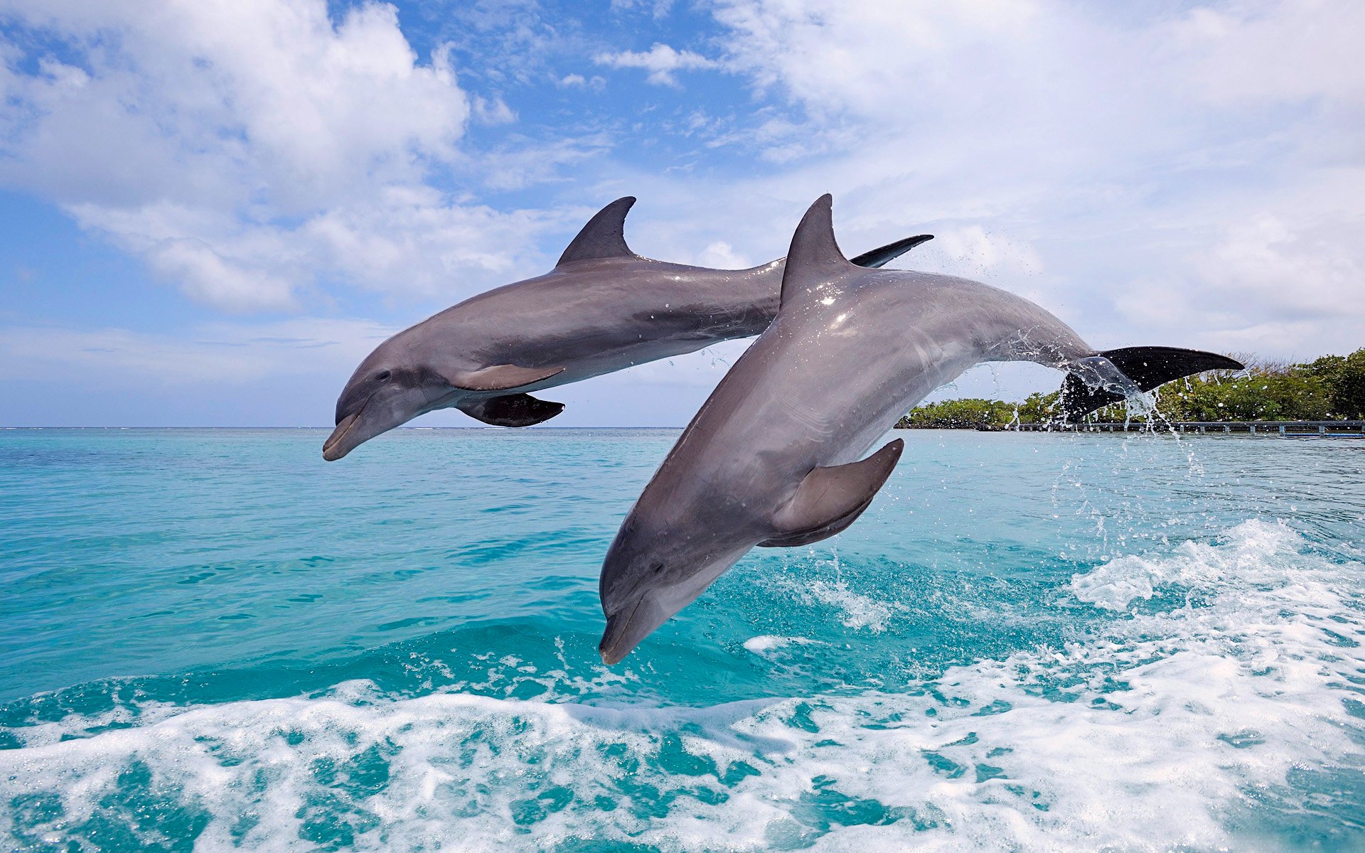 дельфины небо море прыжок пара брызги