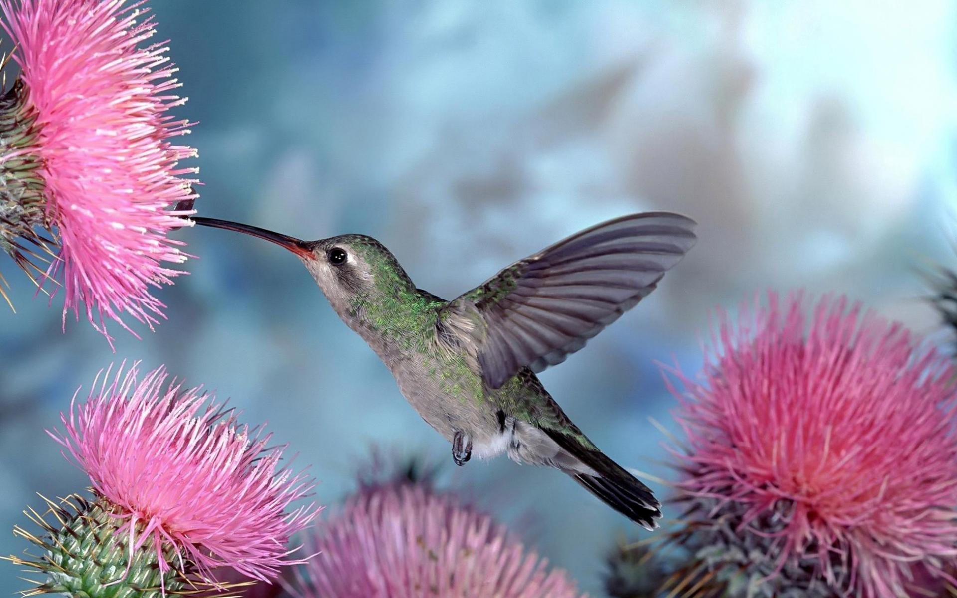 птица животное природа колибри скачать