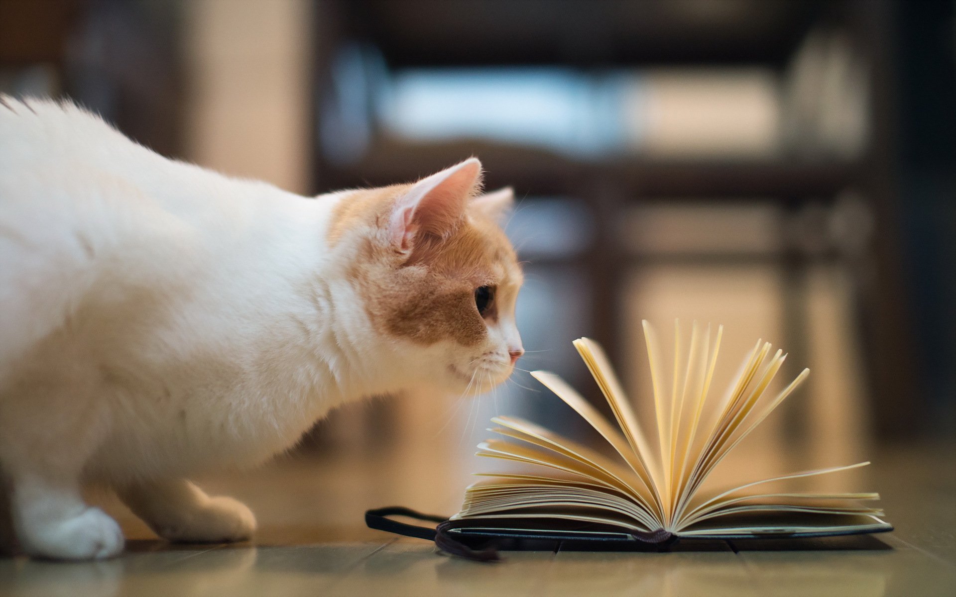 Кот рыжий животное яблоко книги без смс