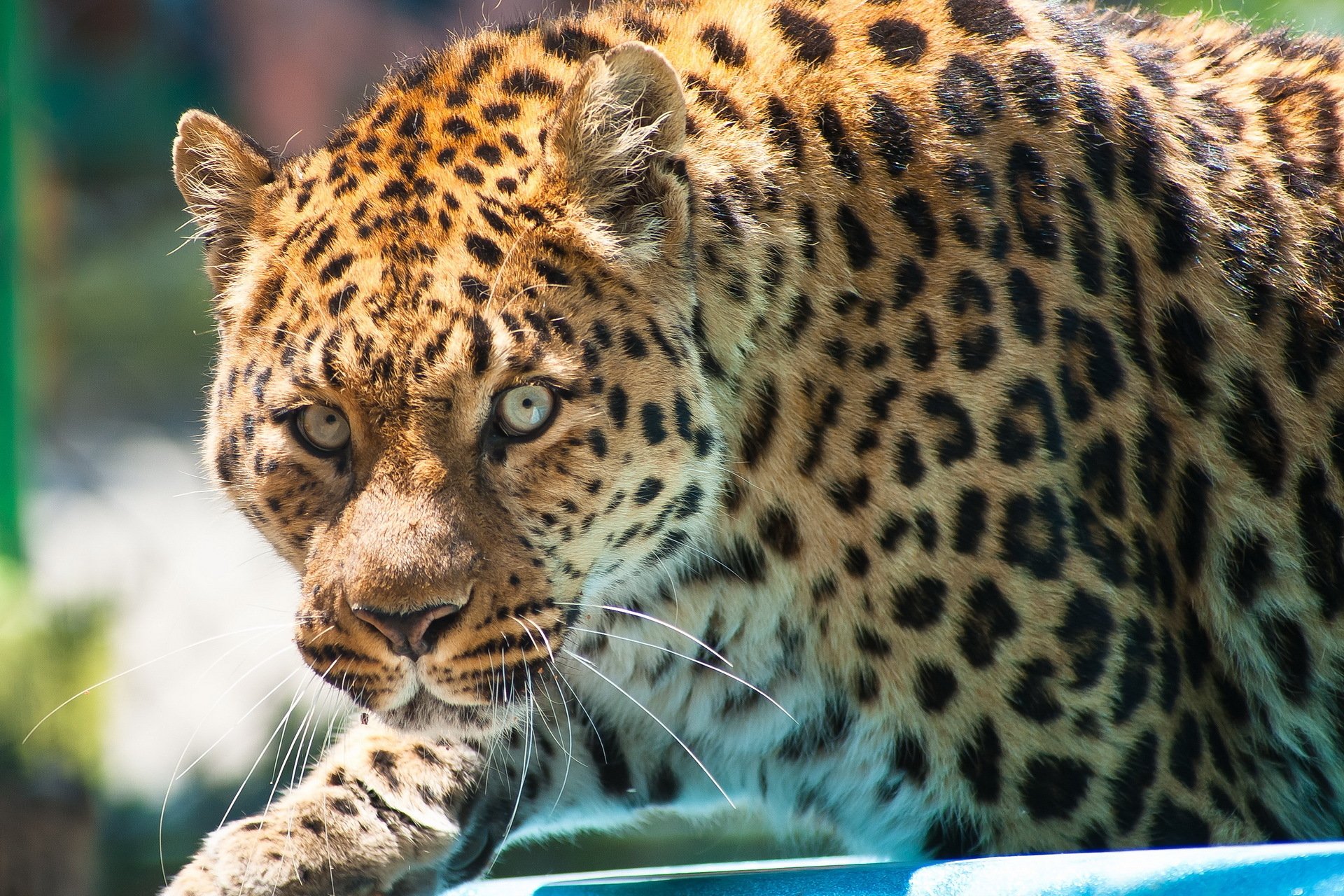 Леопард хищник взгляд бесплатно