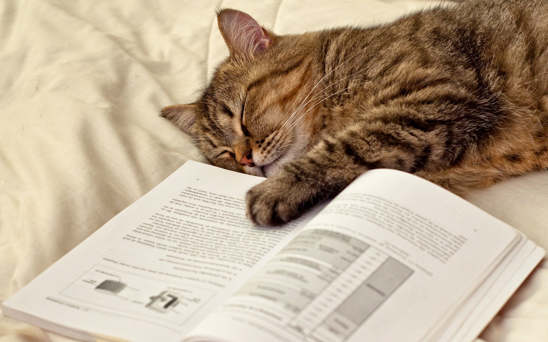 Устаю читать. Коты и книги. Кошка с книжкой. Книги про кошек. Спящий кот.