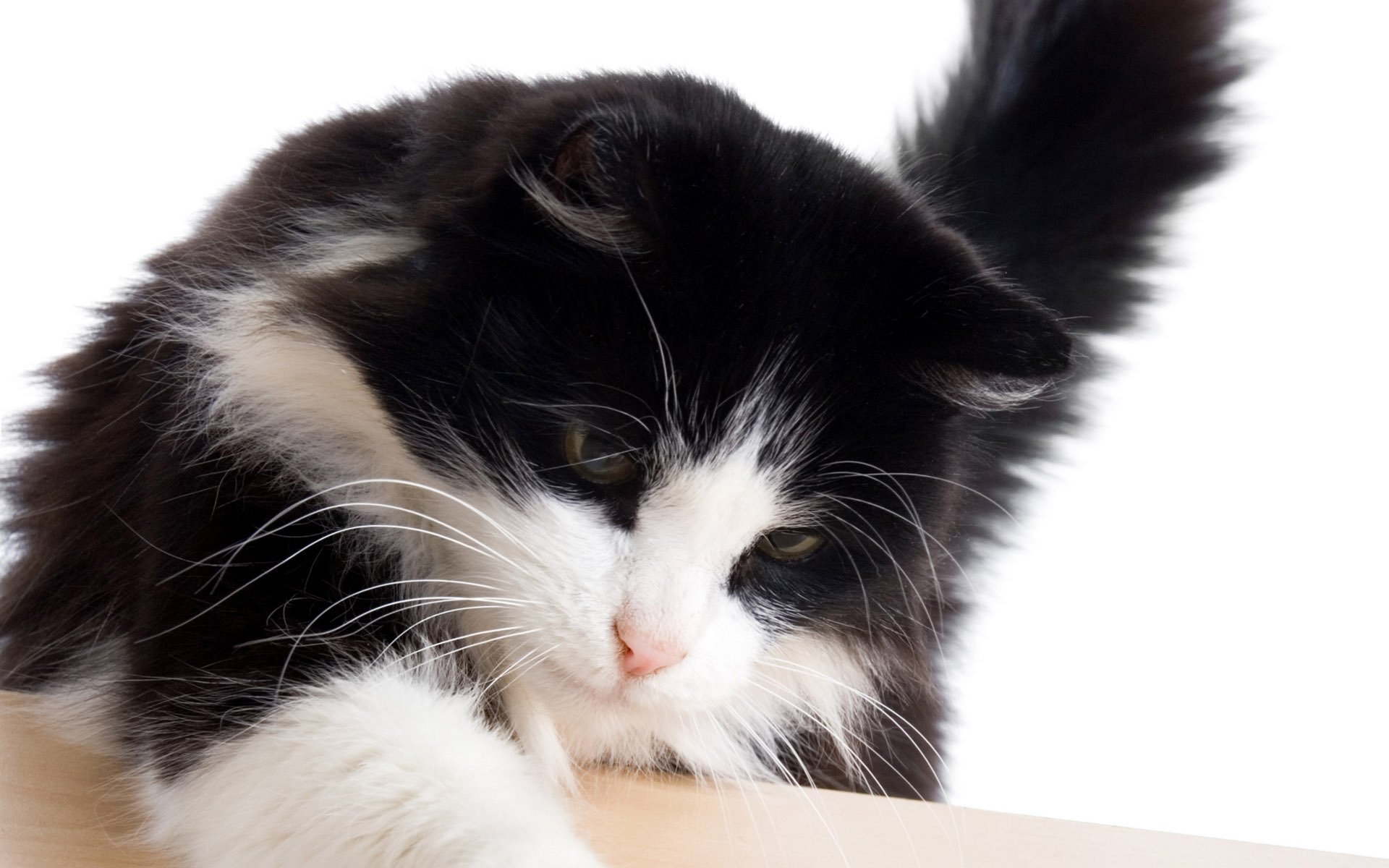 черно-белый окрас котенка без смс