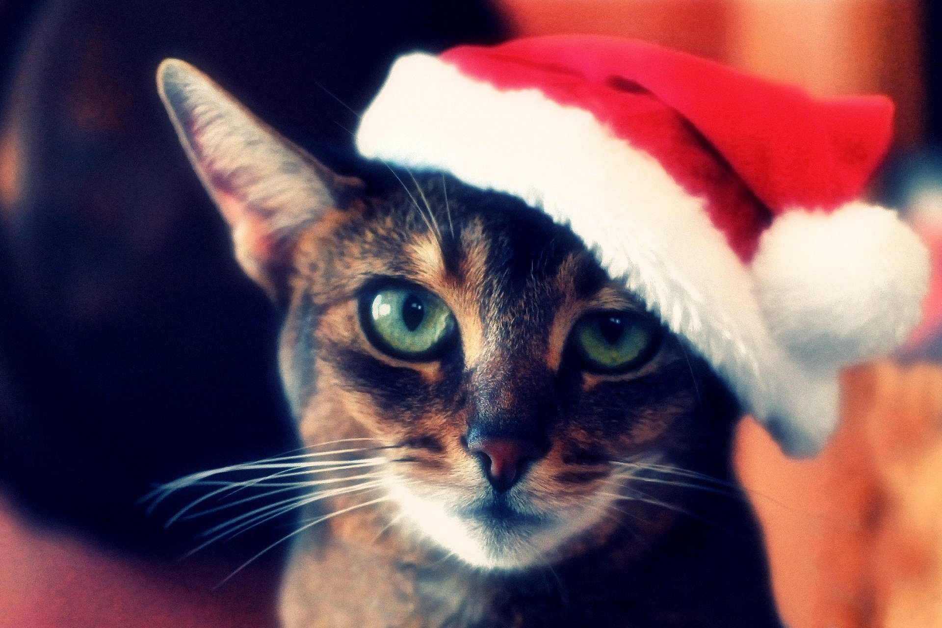 Фото на аву кошки. Новогодний кот. Кот в новогодней шапке. Кнот в новогодней шапке. Новогодние аватарки.