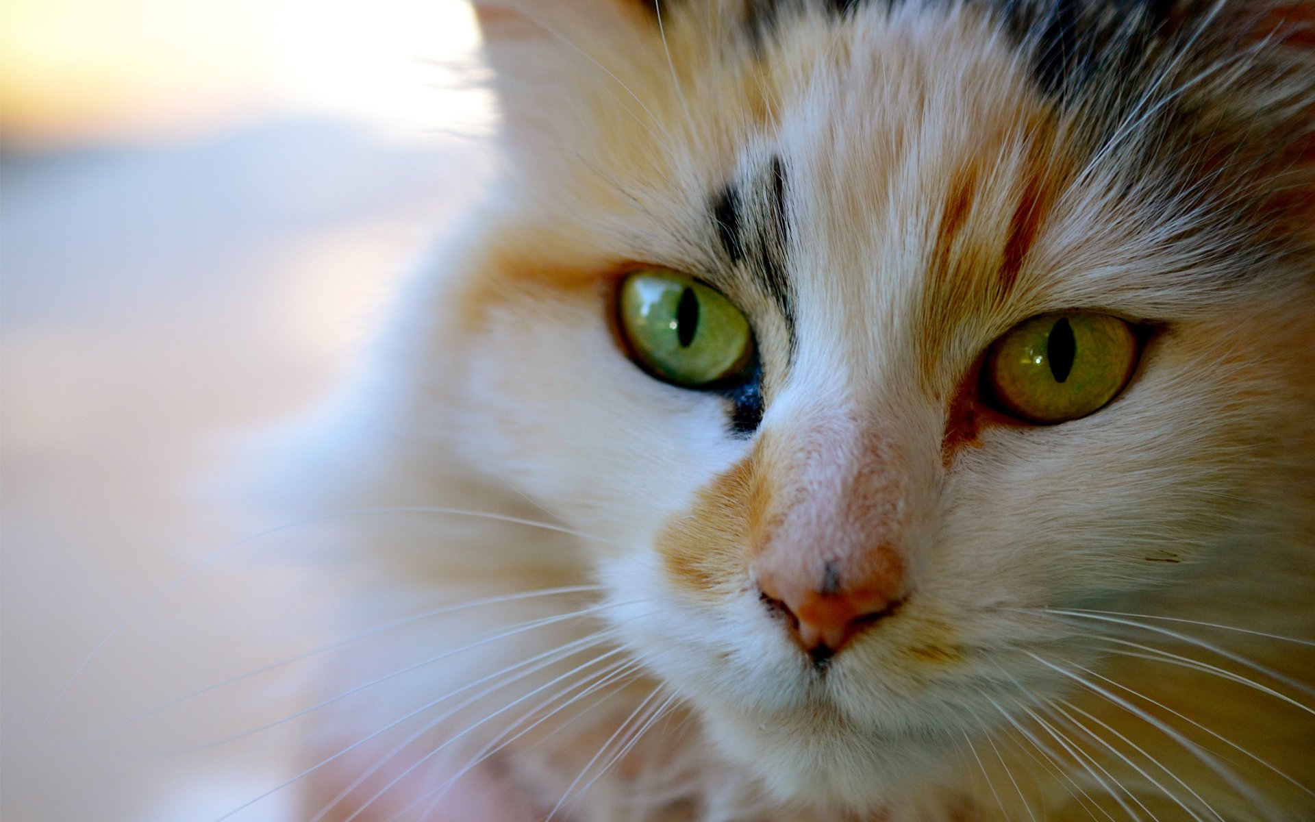 Кот с зелеными глазами возле цветов без смс