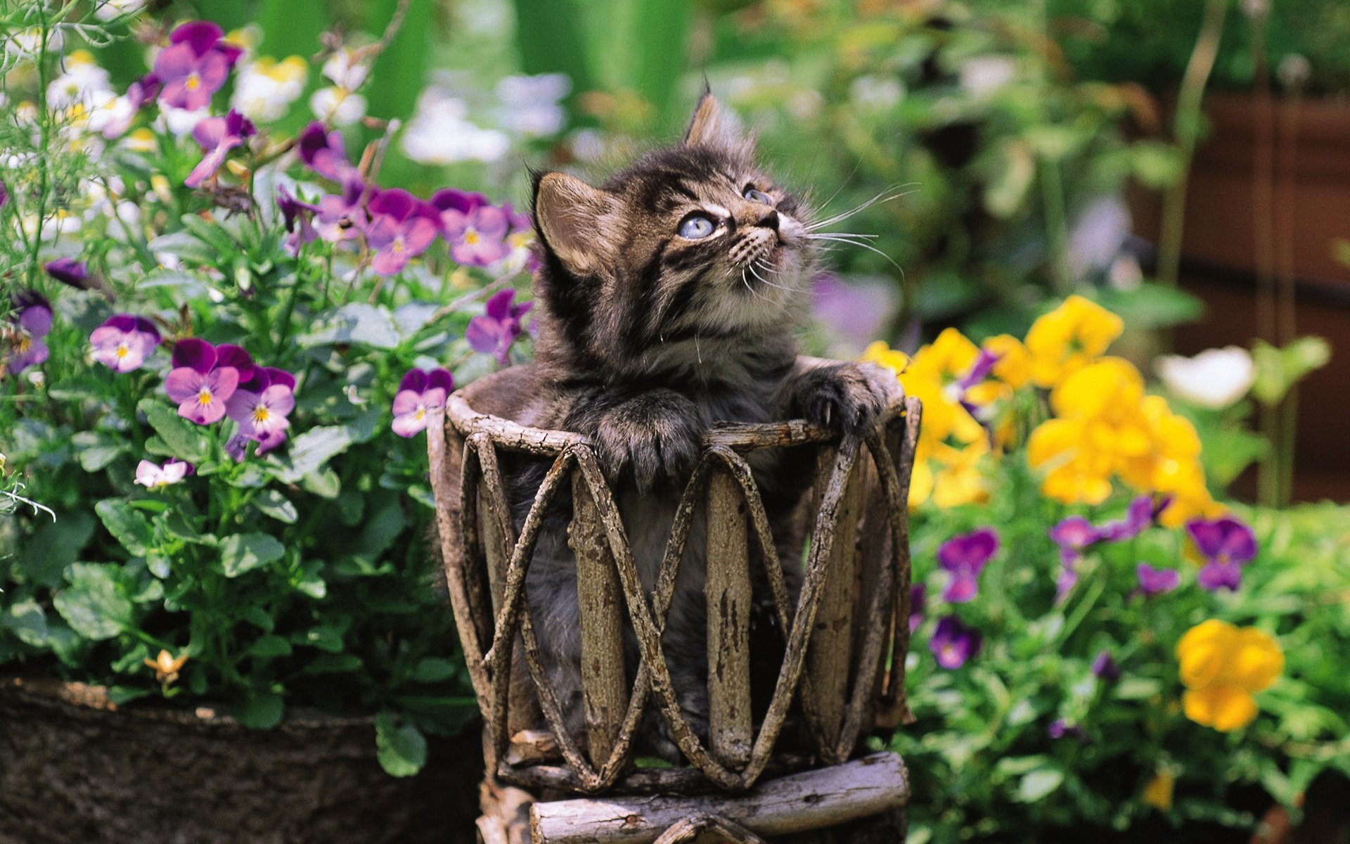 Кот в цветах картинки