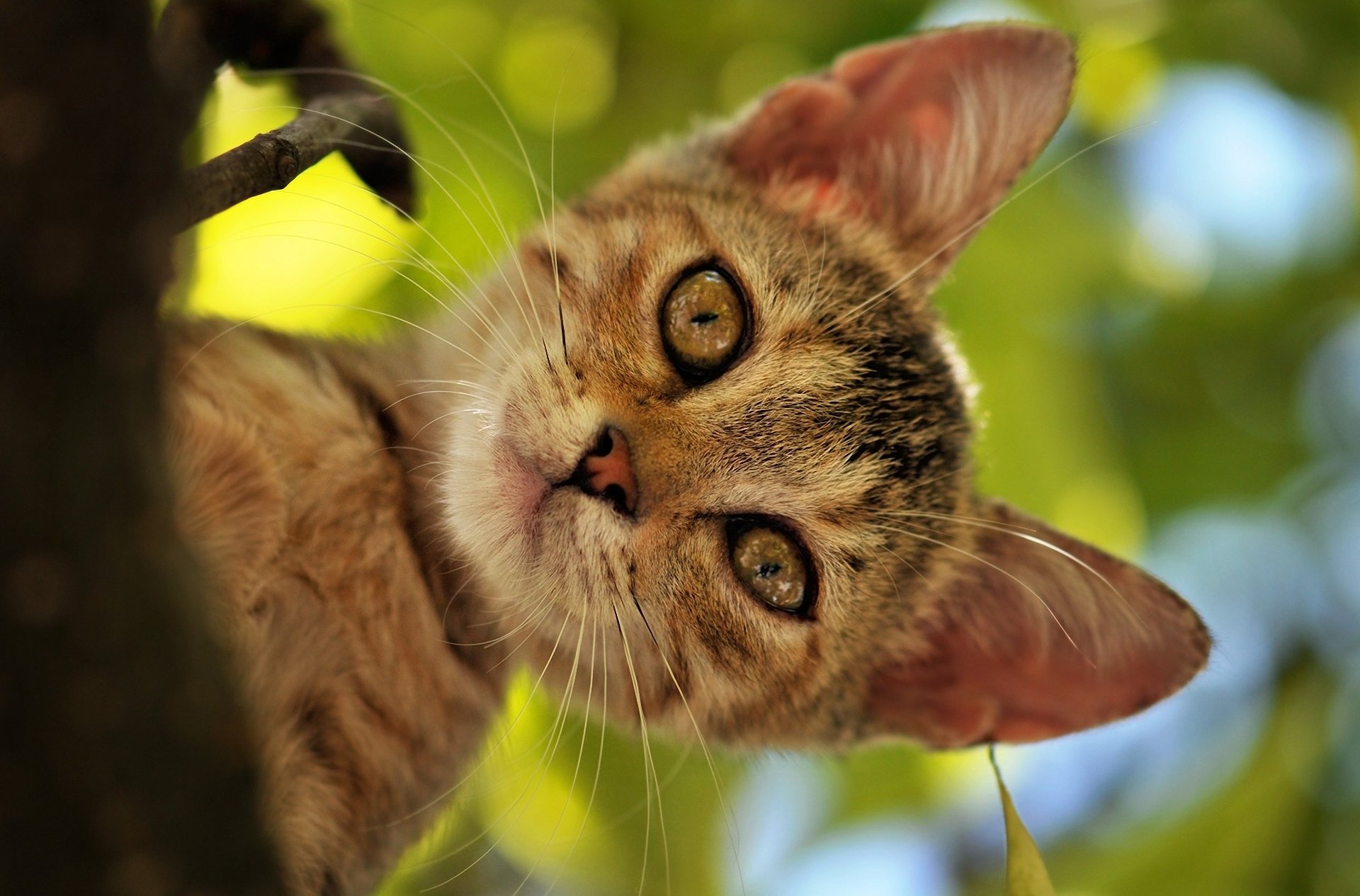 природа животные кот морда котенок nature animals cat muzzle kitten скачать