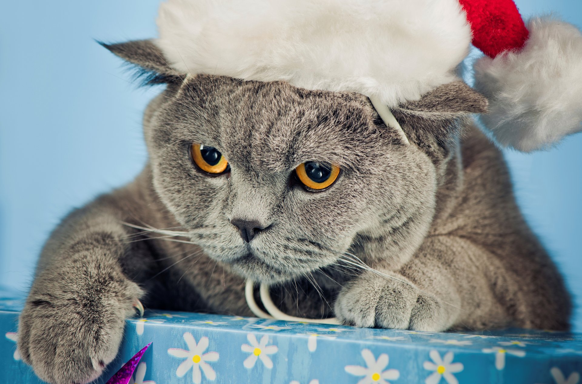 кот сердитый британец серый шапка новогодняя кошка коробка лапы когти морда глаза желтые