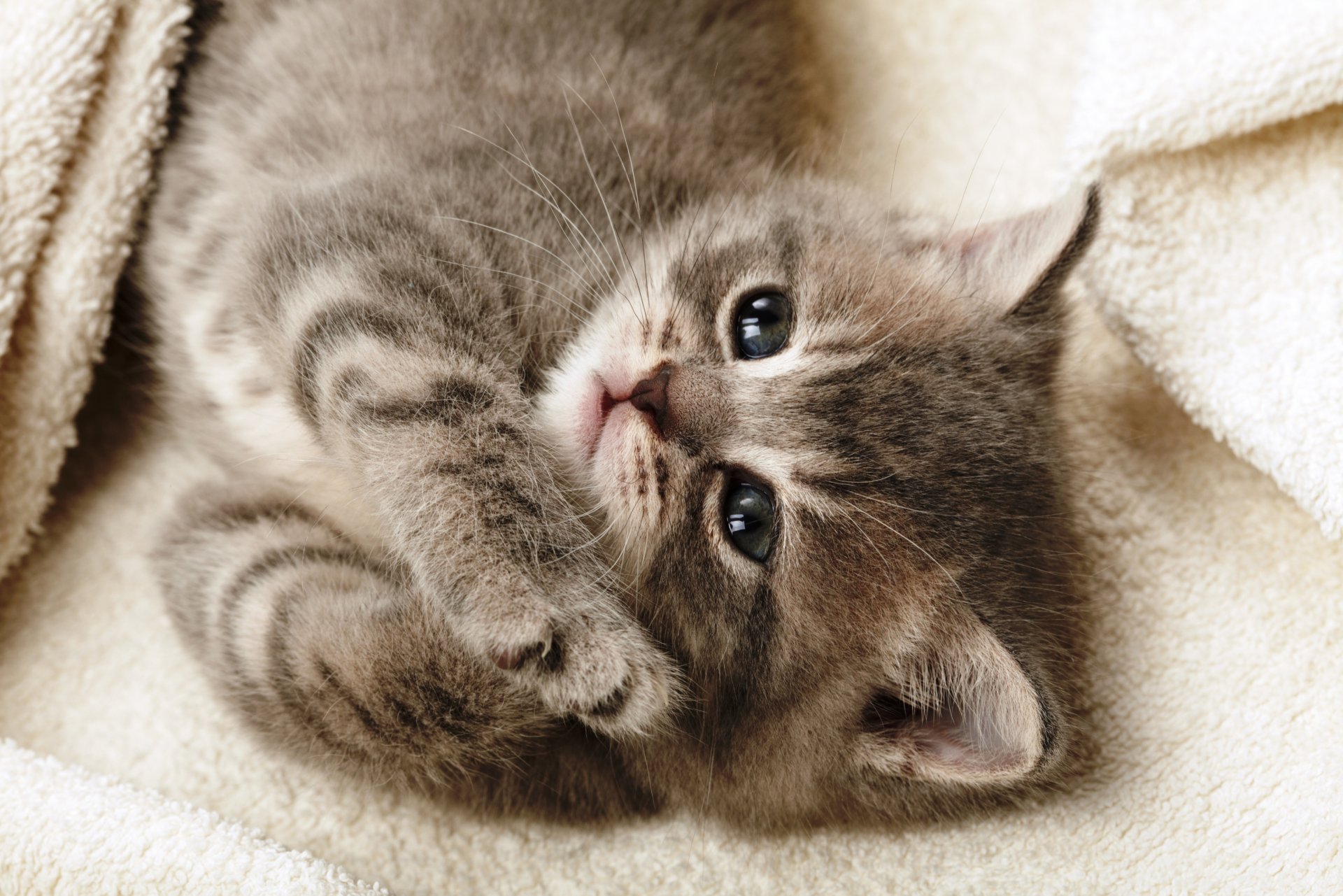 котенок серый кошка лежит смотрит лапки одеяло