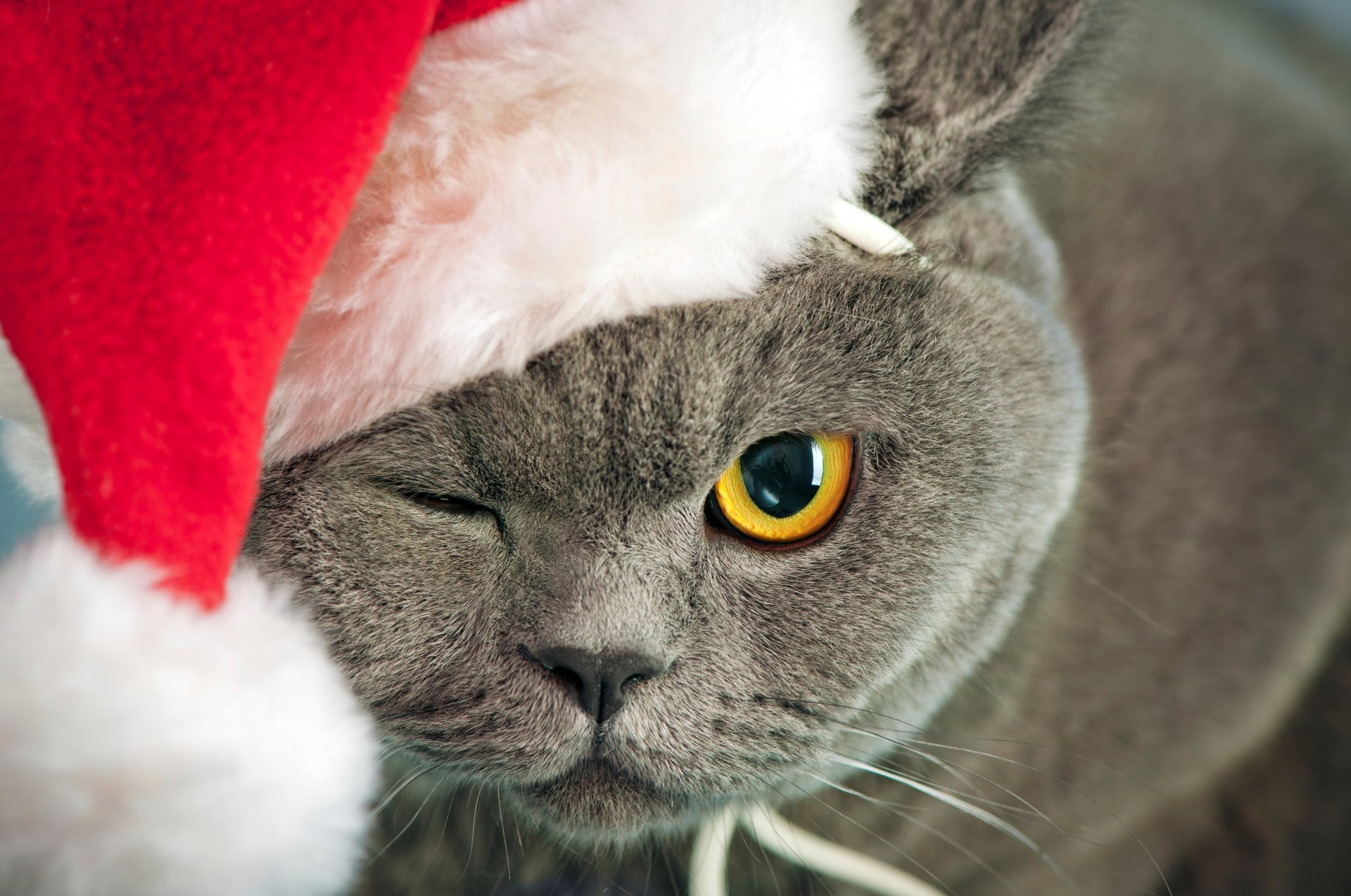 кот серый кошка британец глаз желтый щурится морда шапка красная новогодняя новый год