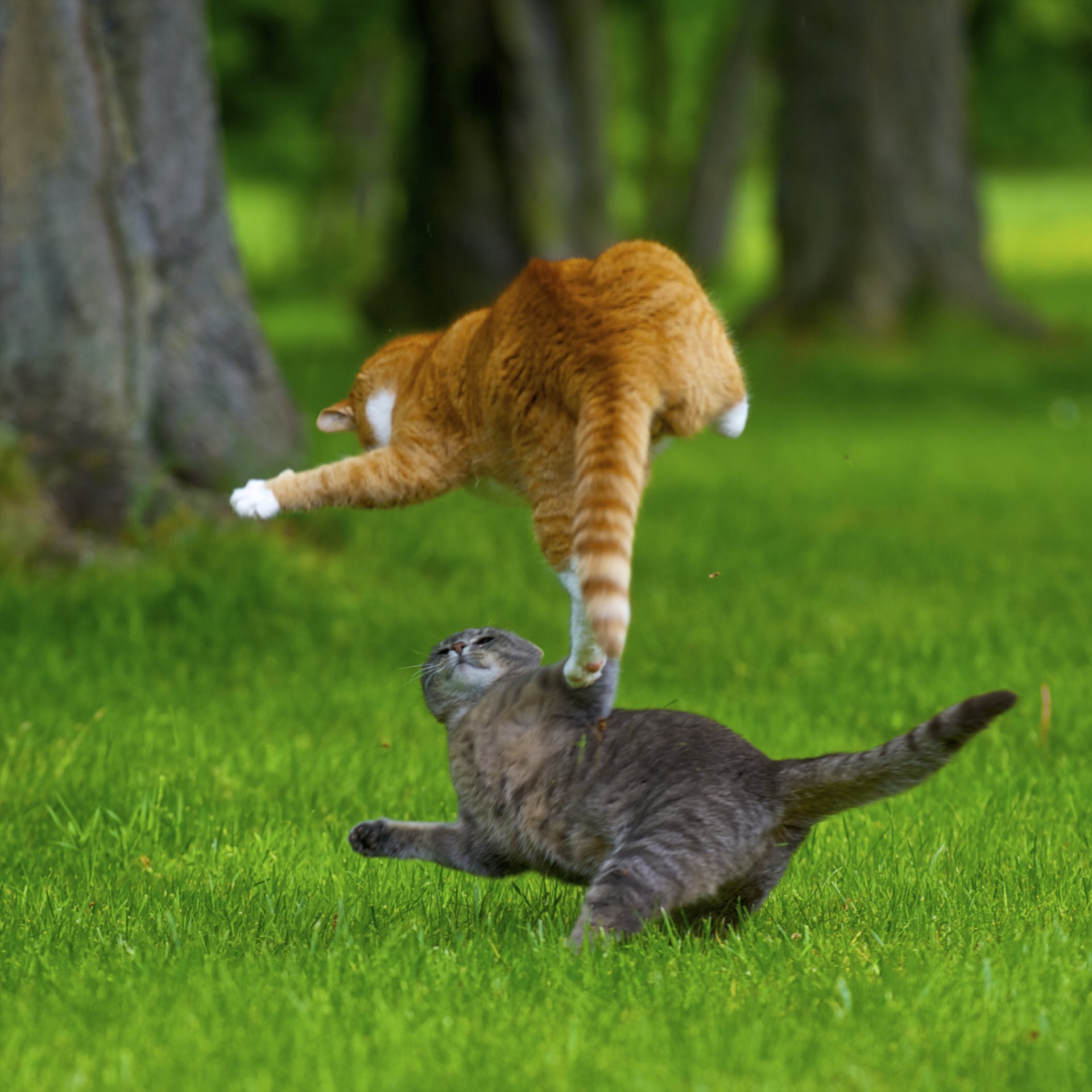 Кошке нужен, смешные картинки коты дерутся