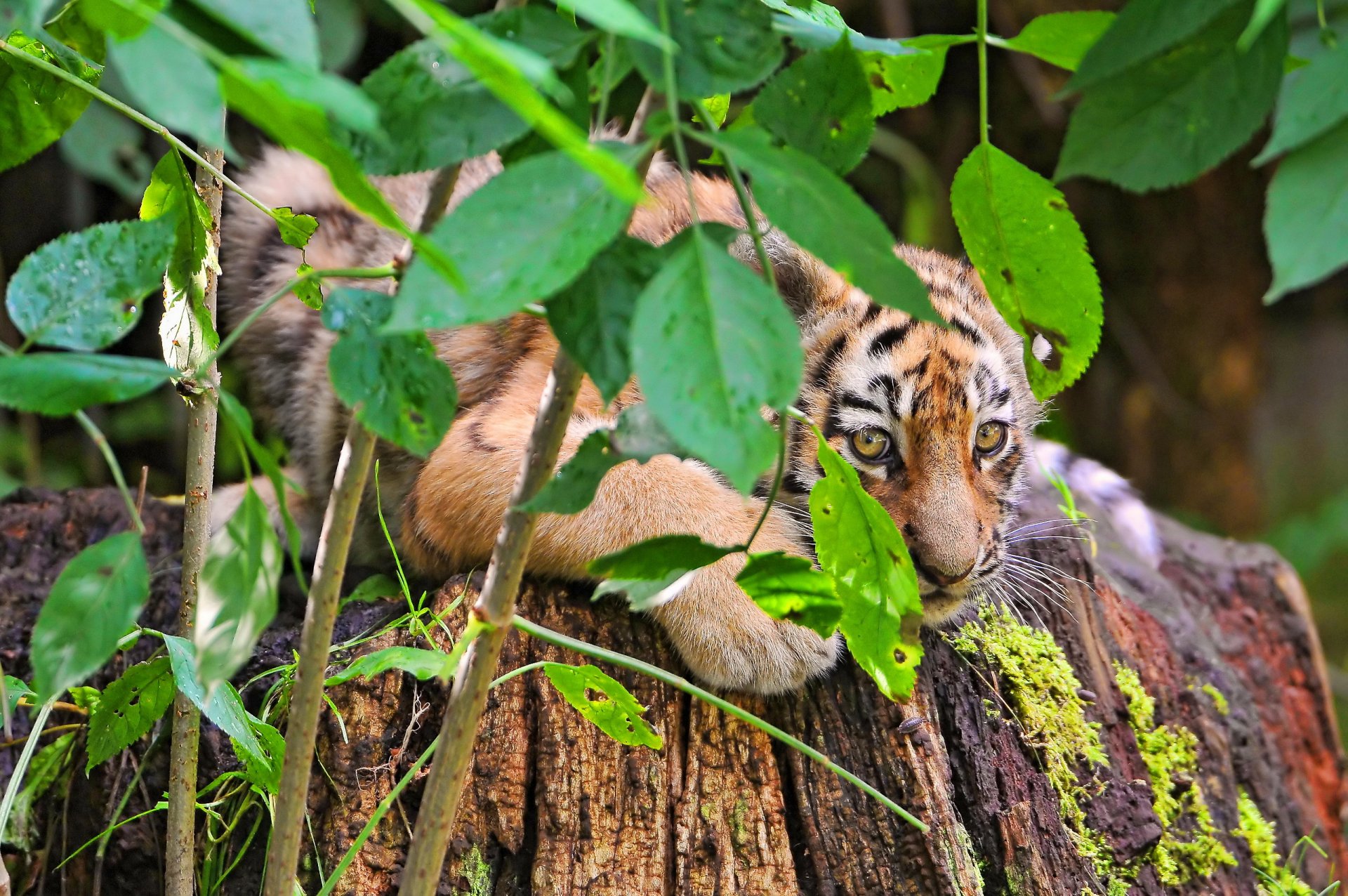 тигр прячется куст листва