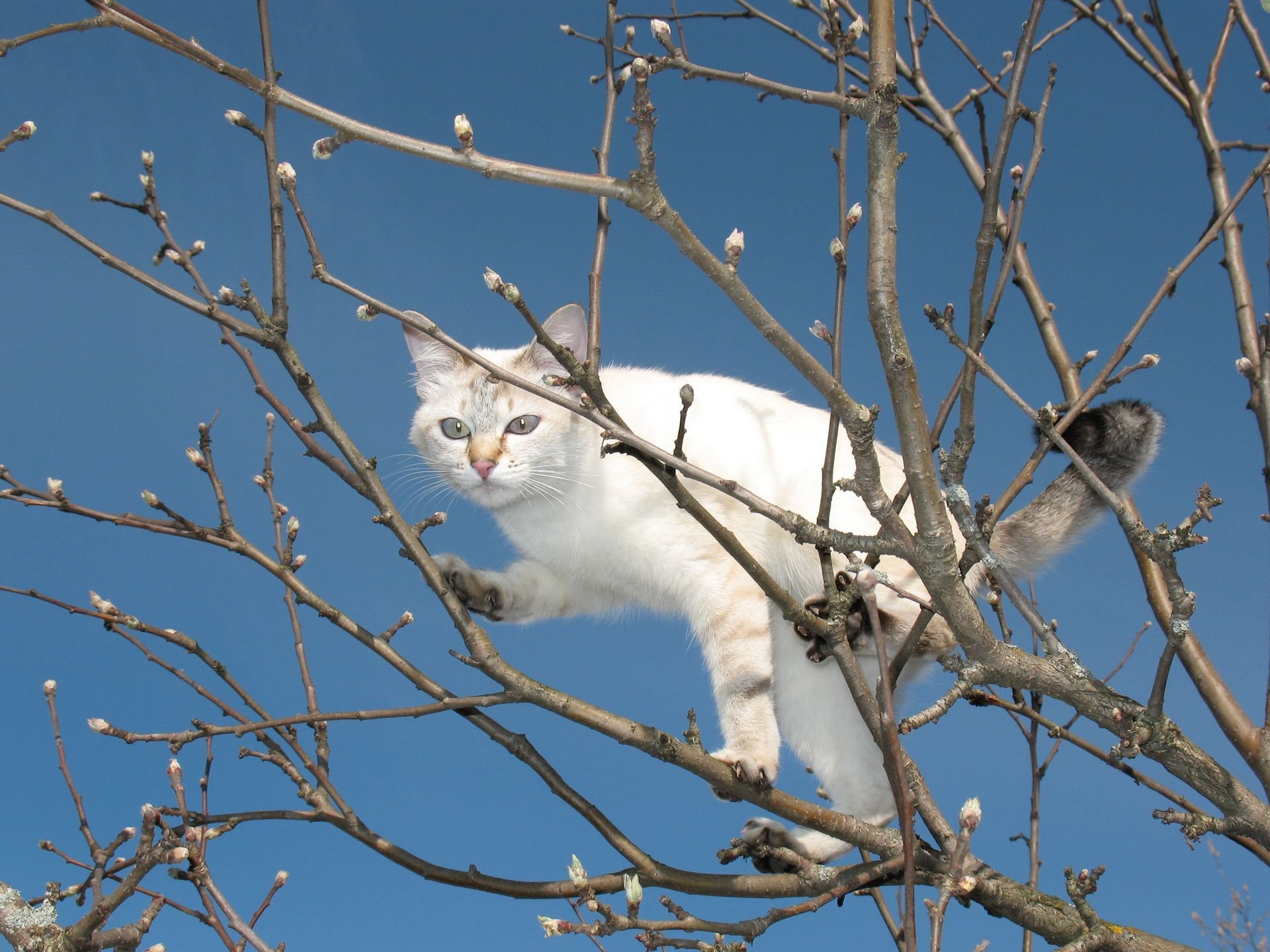природа животные кот серый зима деревья скачать