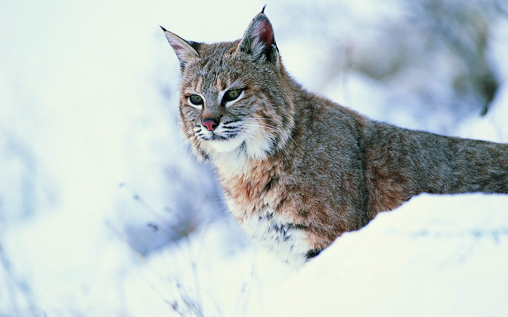 Или обыкновенная рысь lynx lynx - обои.