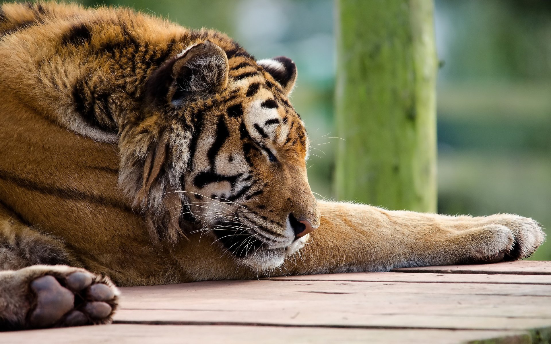 Спящий тигр загрузить