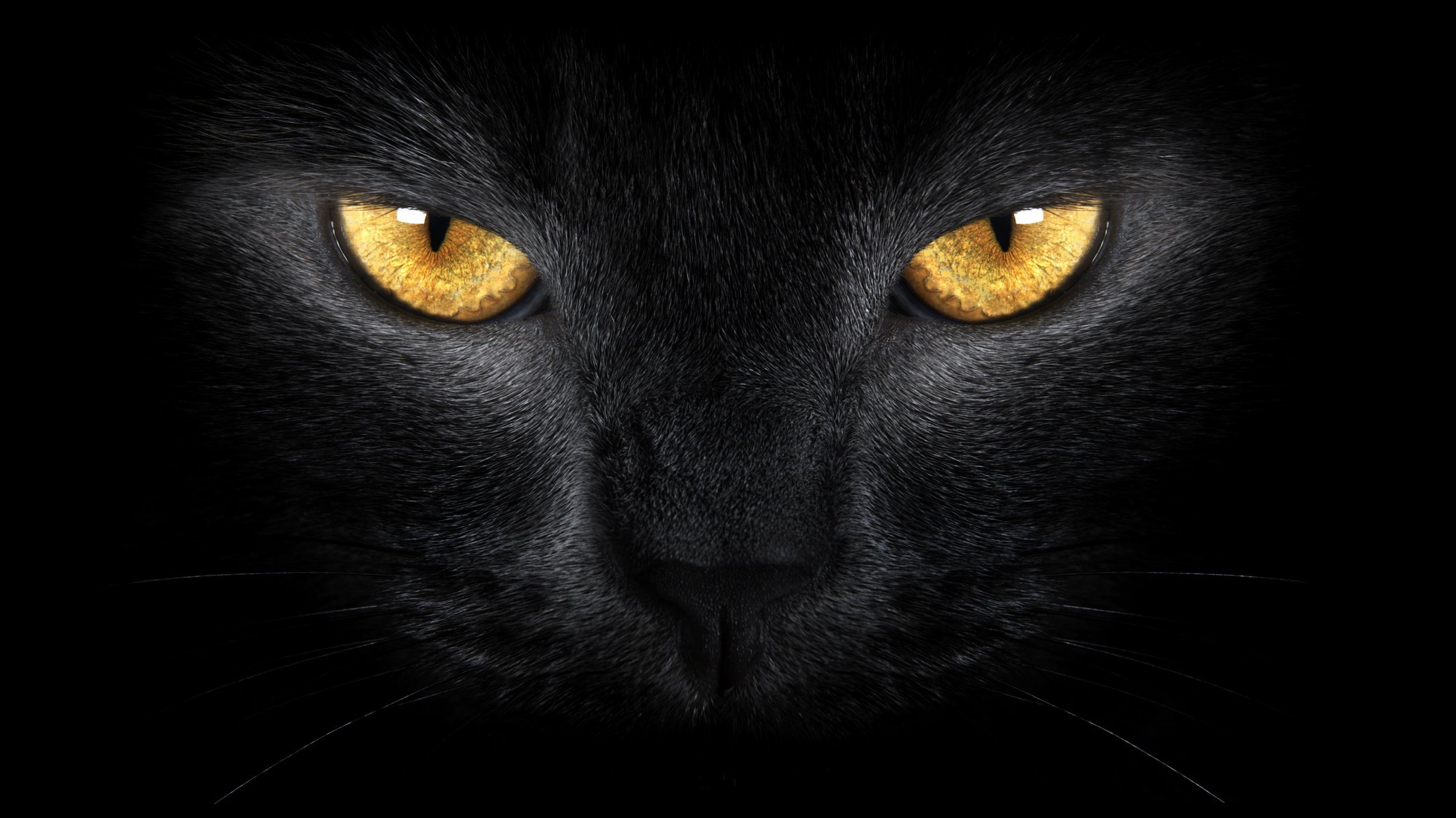 черная кошка дикого жёлтые глаза диких
